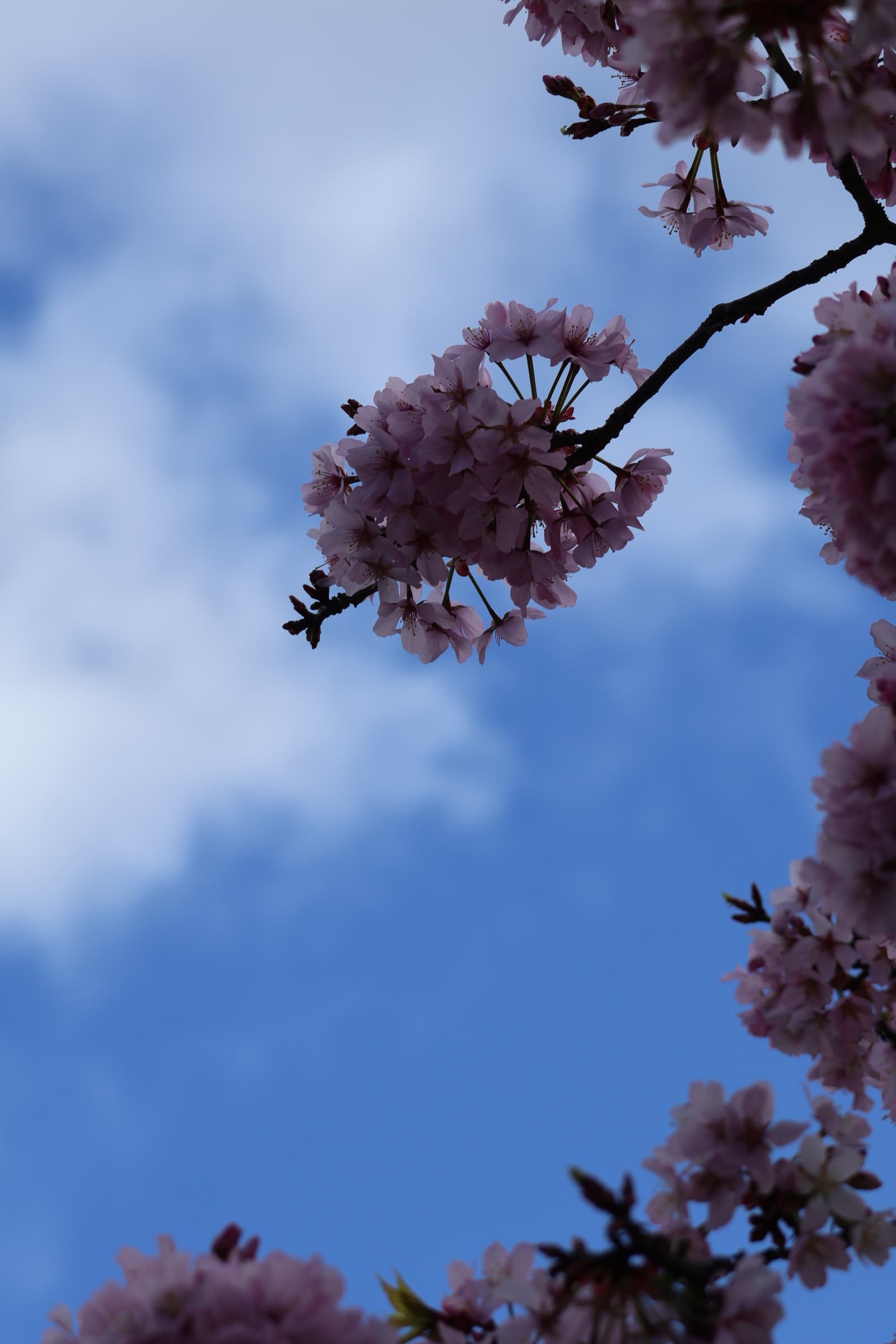Flower 496