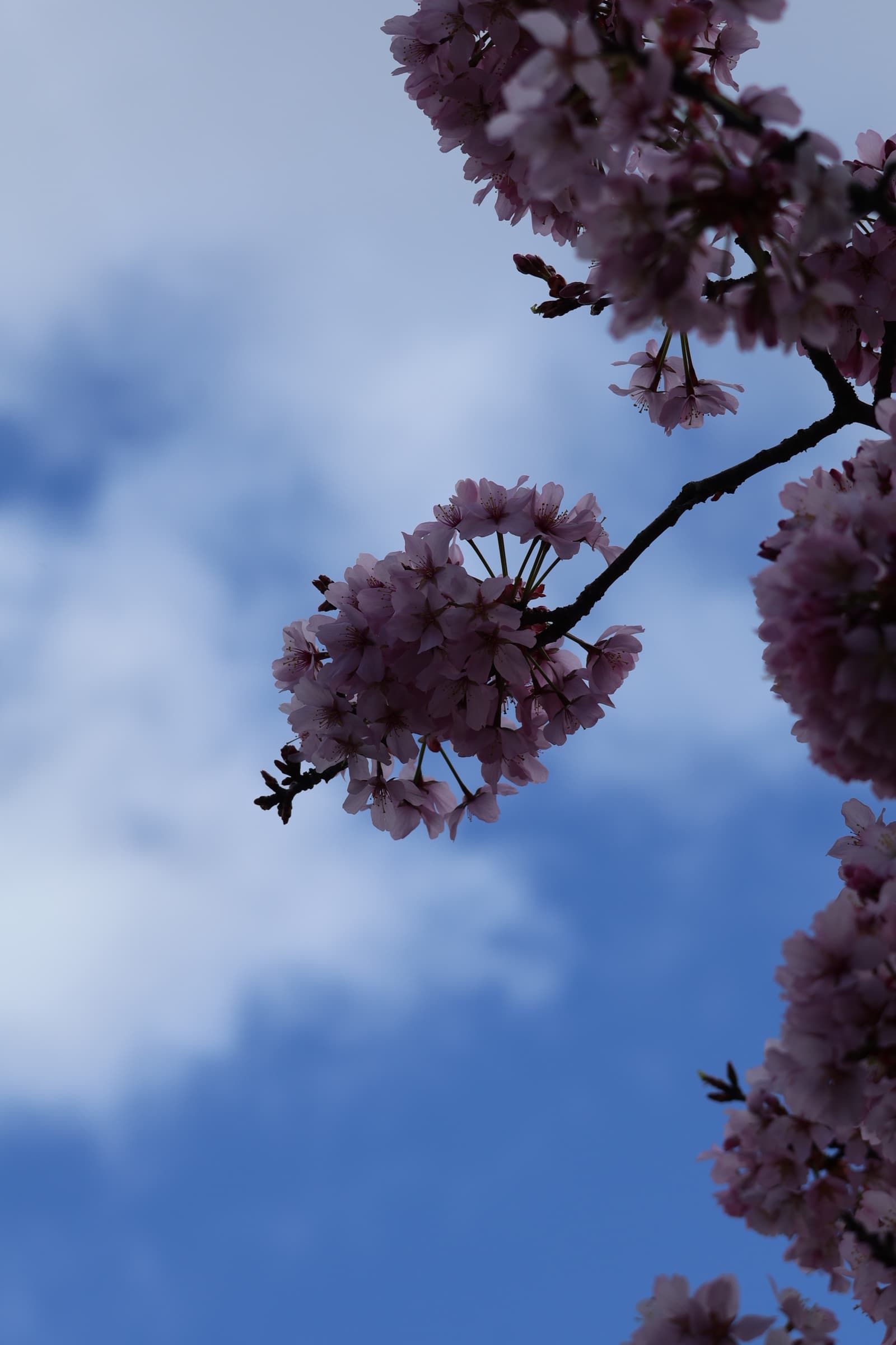 Flower 447