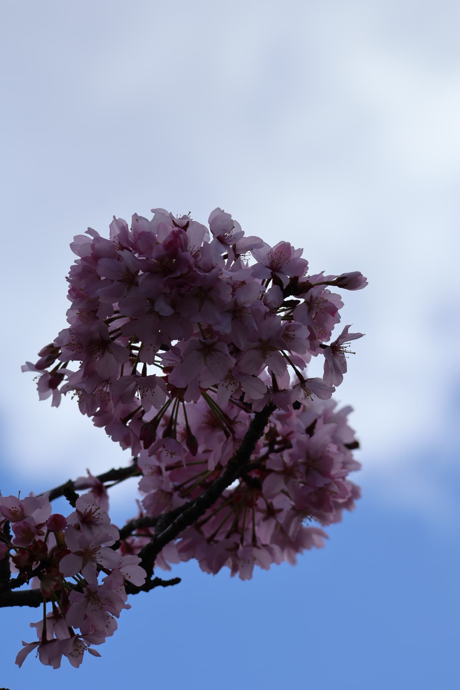 Flower 88