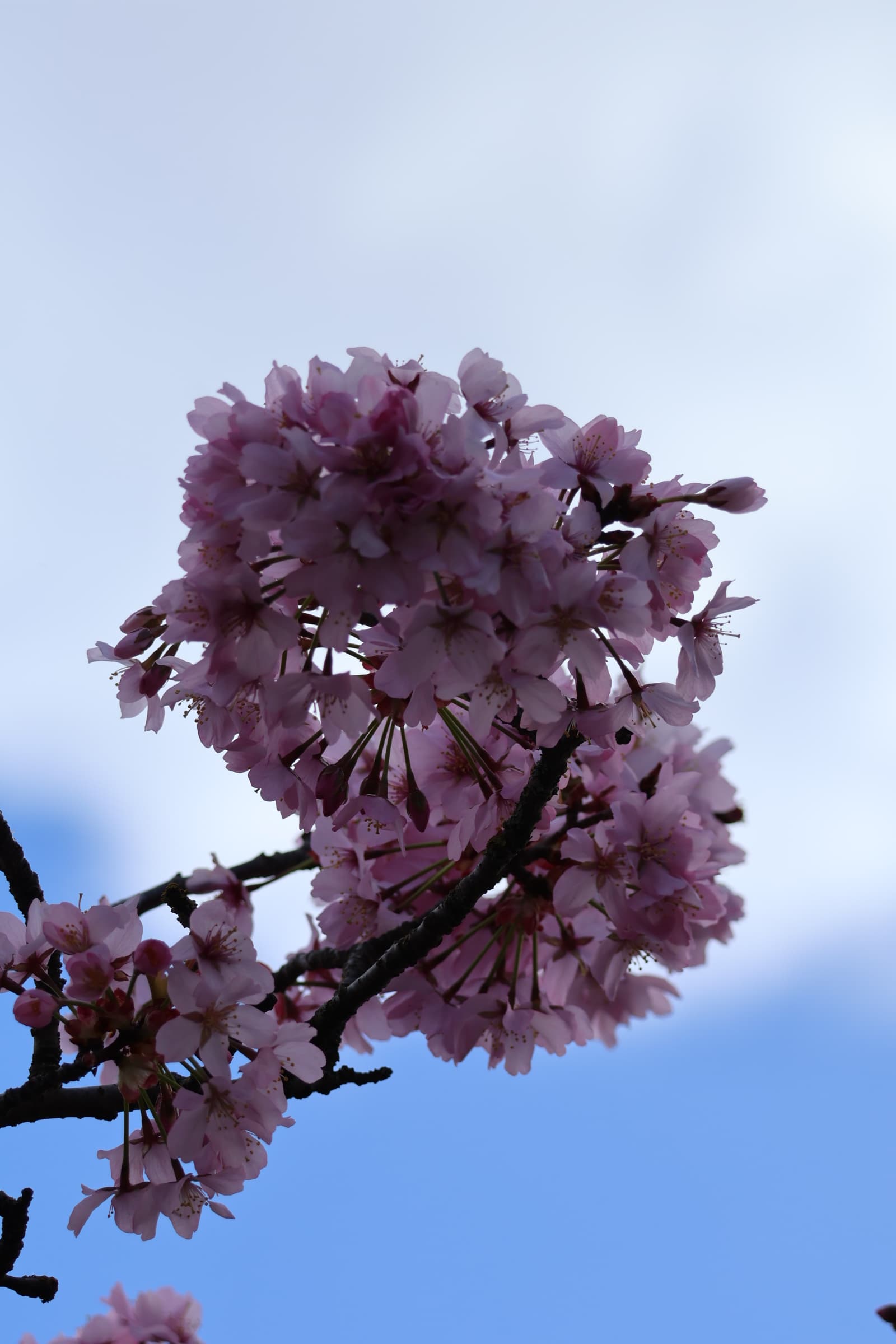 Flower 419