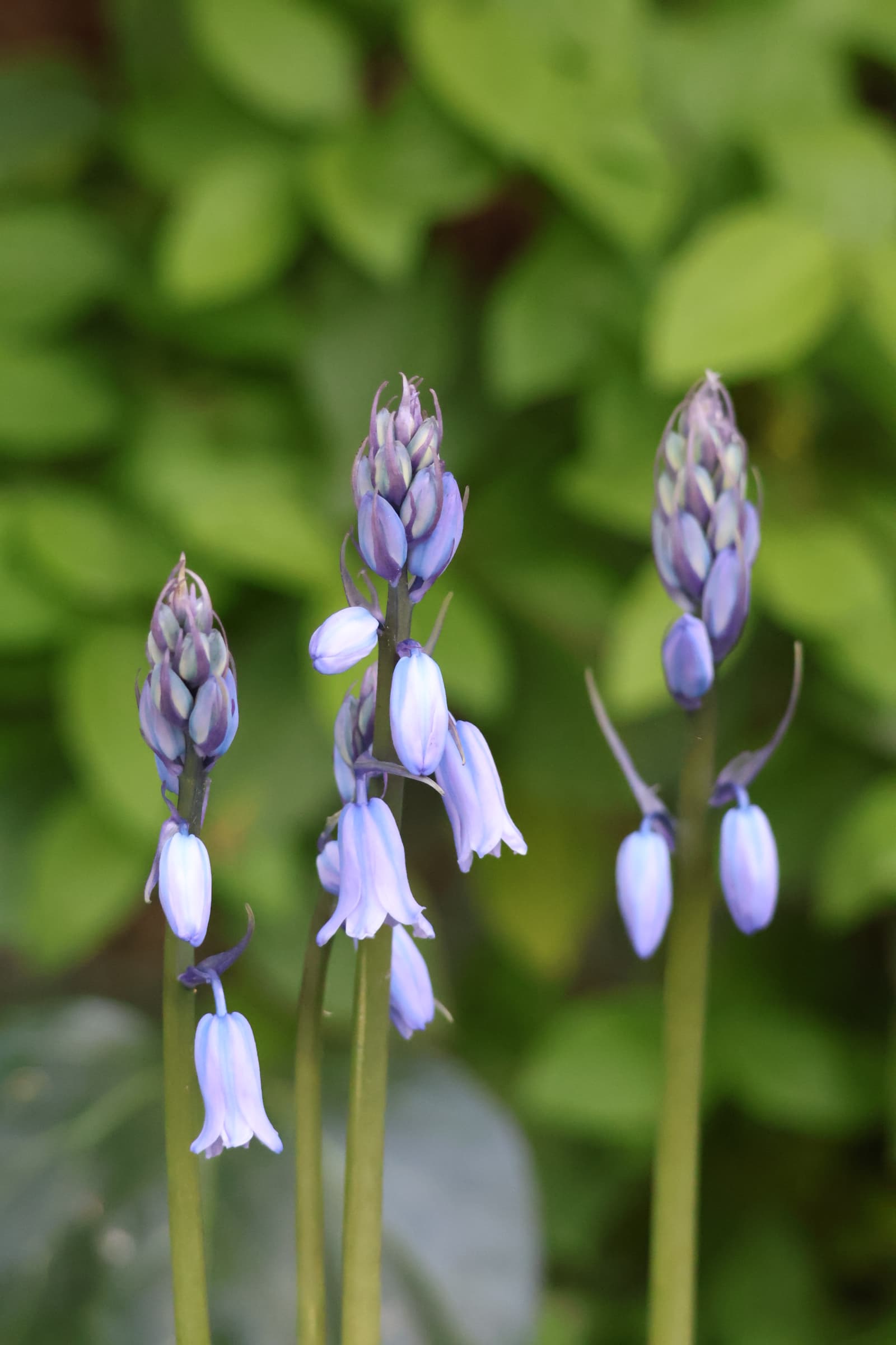 Flower 56