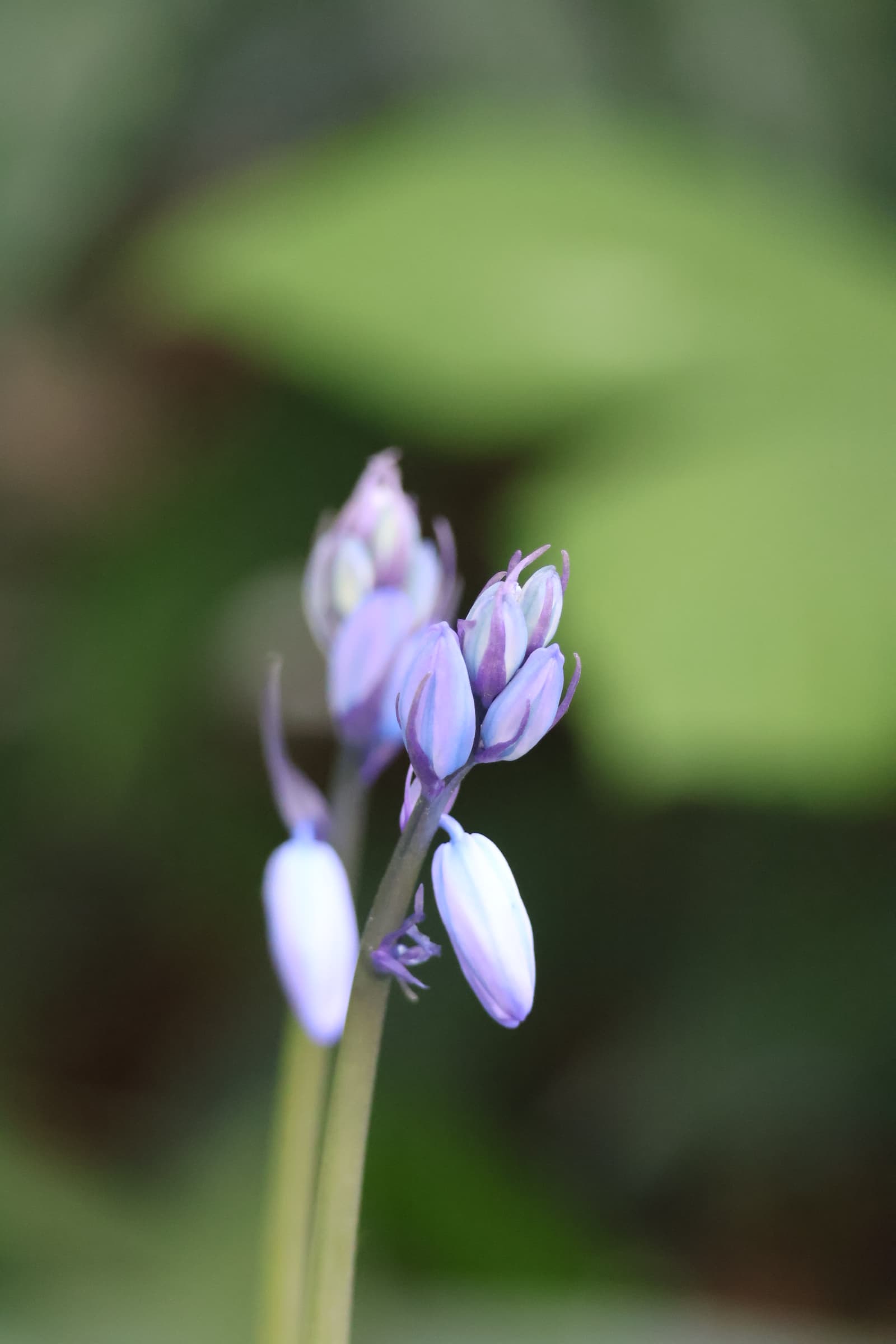 Flower 260