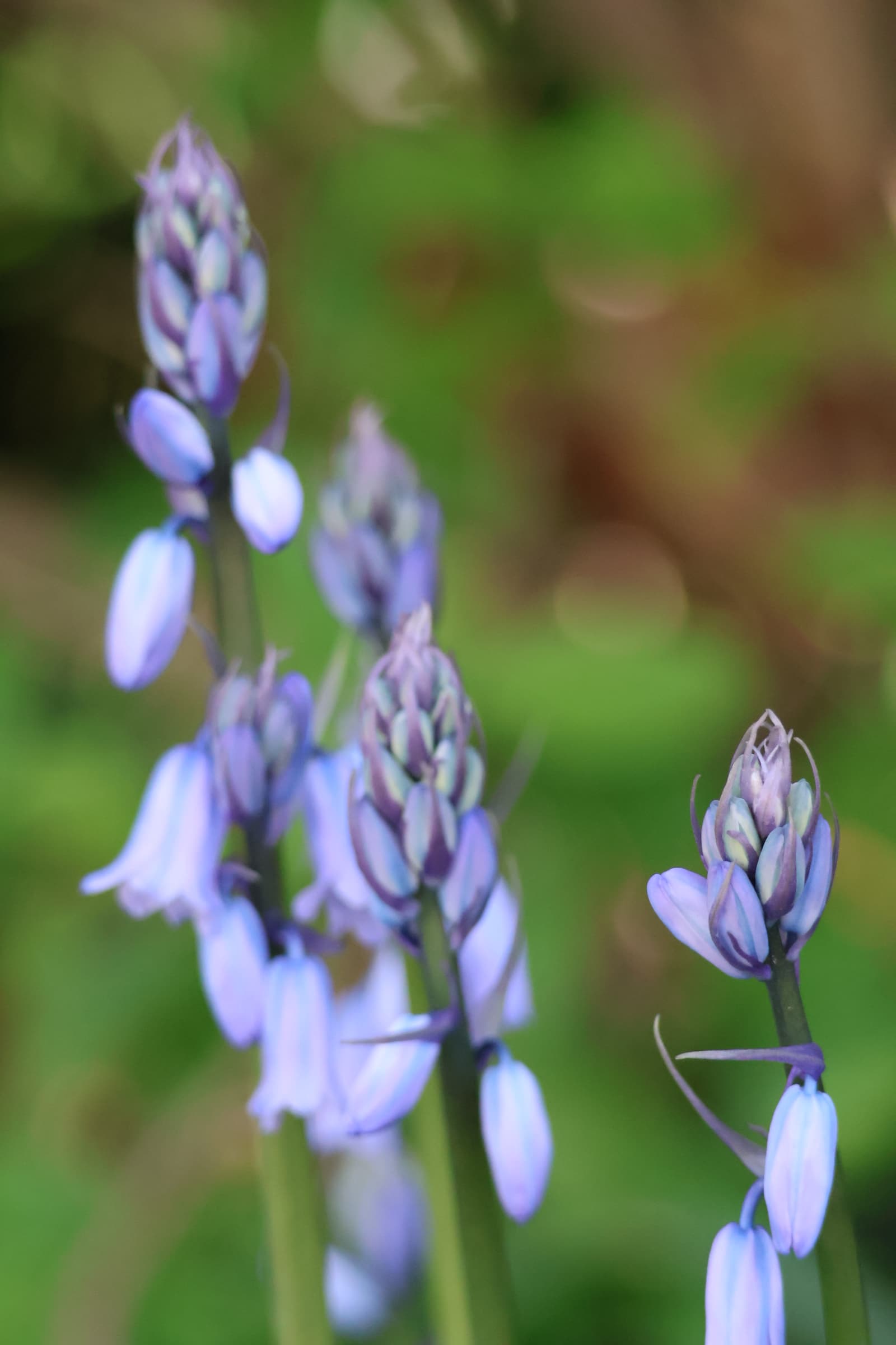 Flower 409