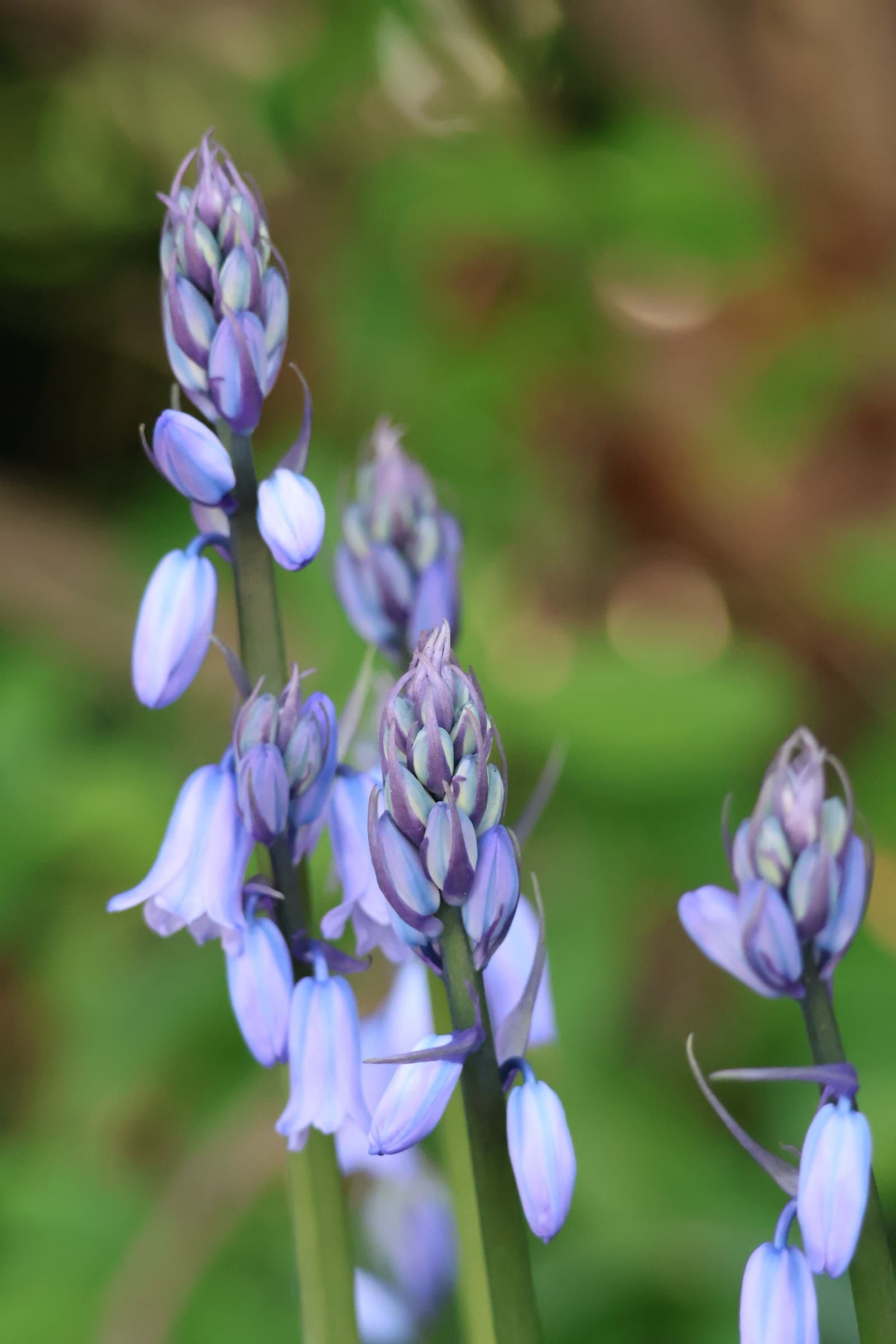 Flower 106