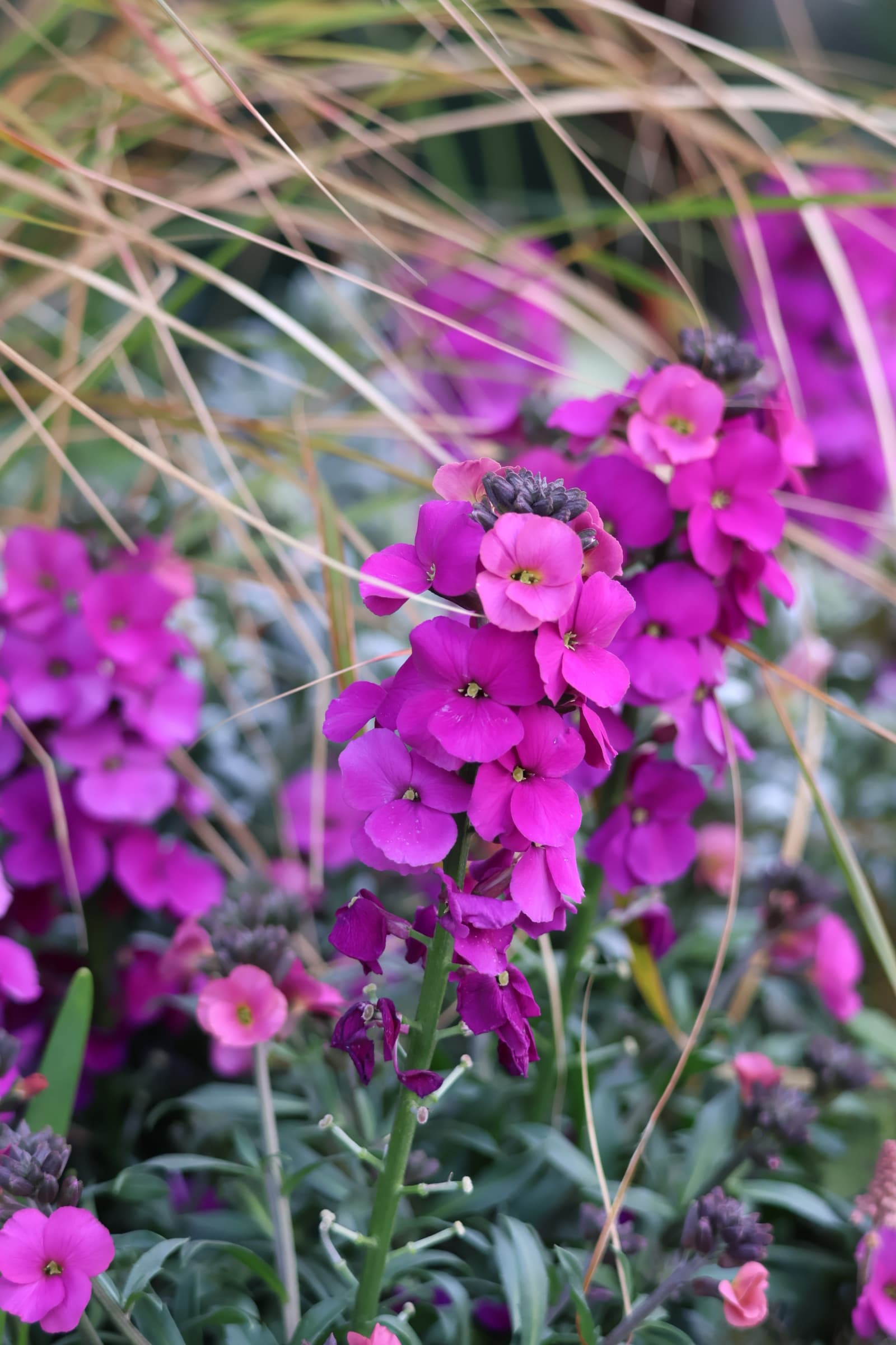 Flower 255