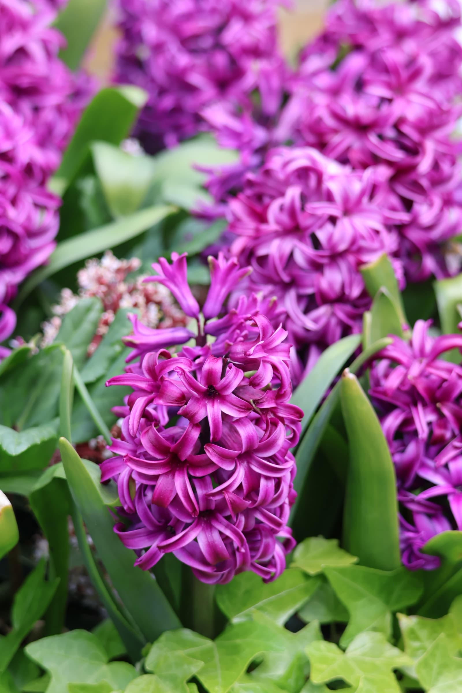 Flower 510