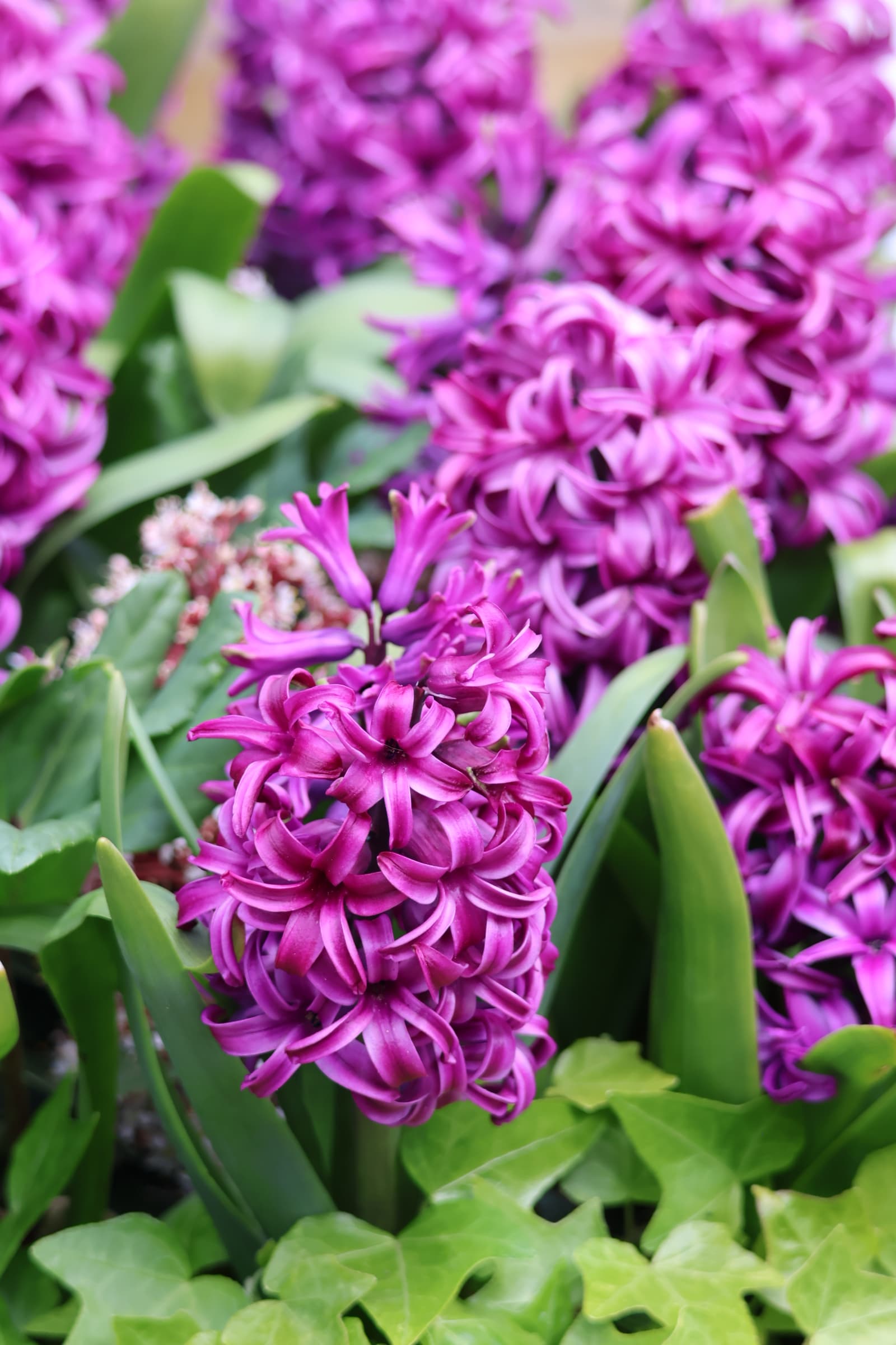 Flower 427