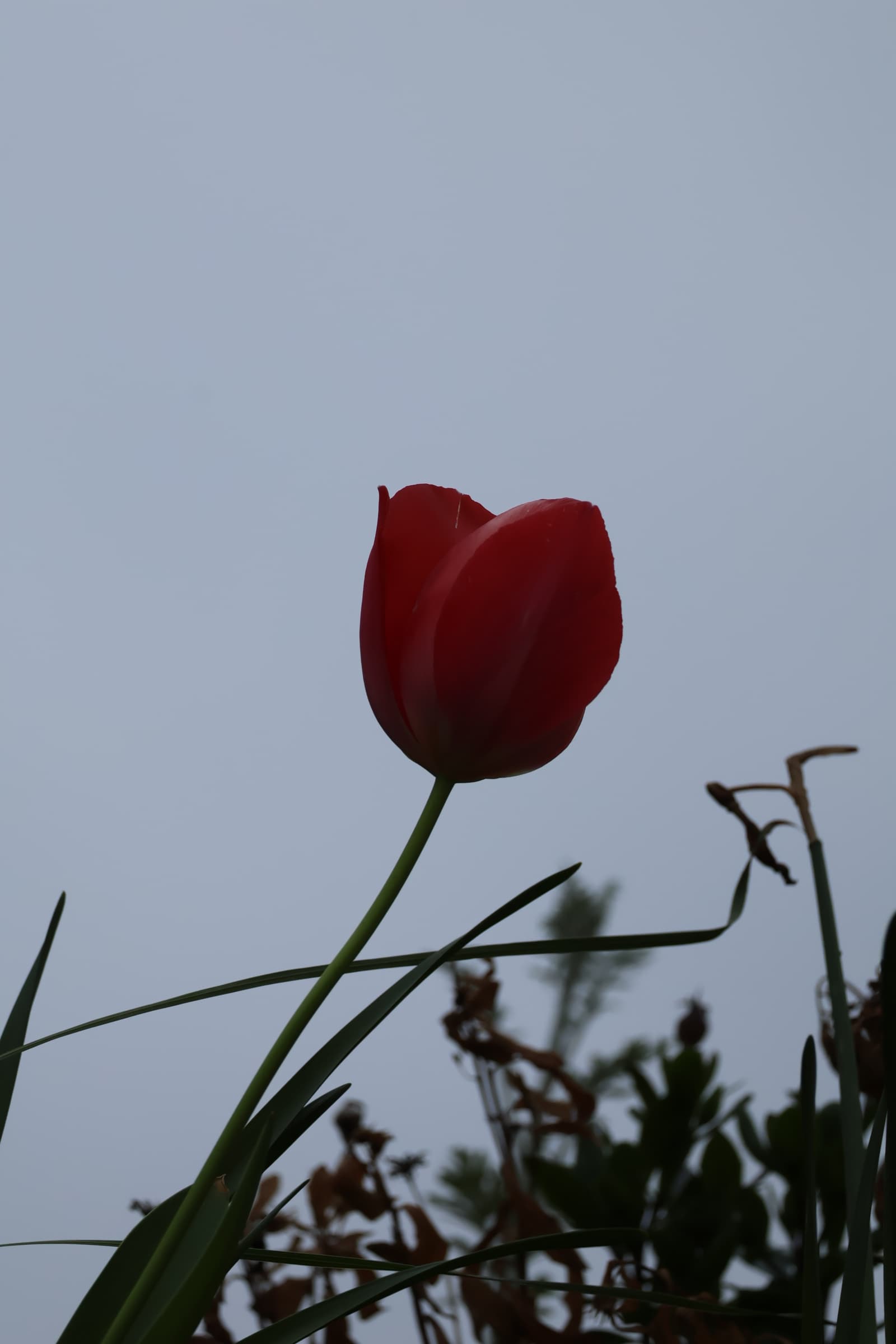 Flower 509