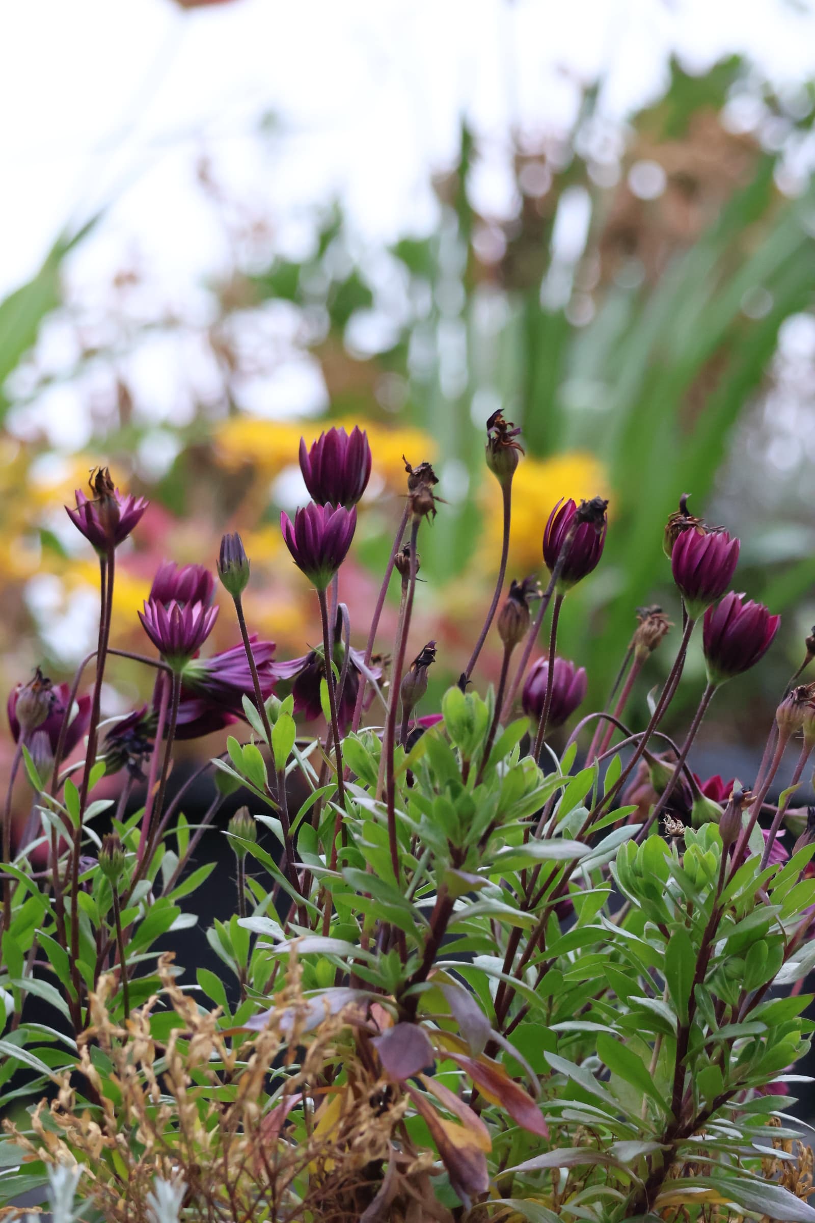 Flower 272