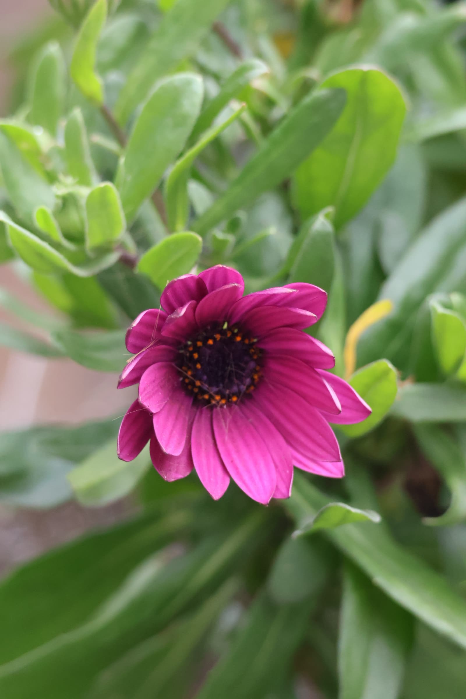 Flower 322