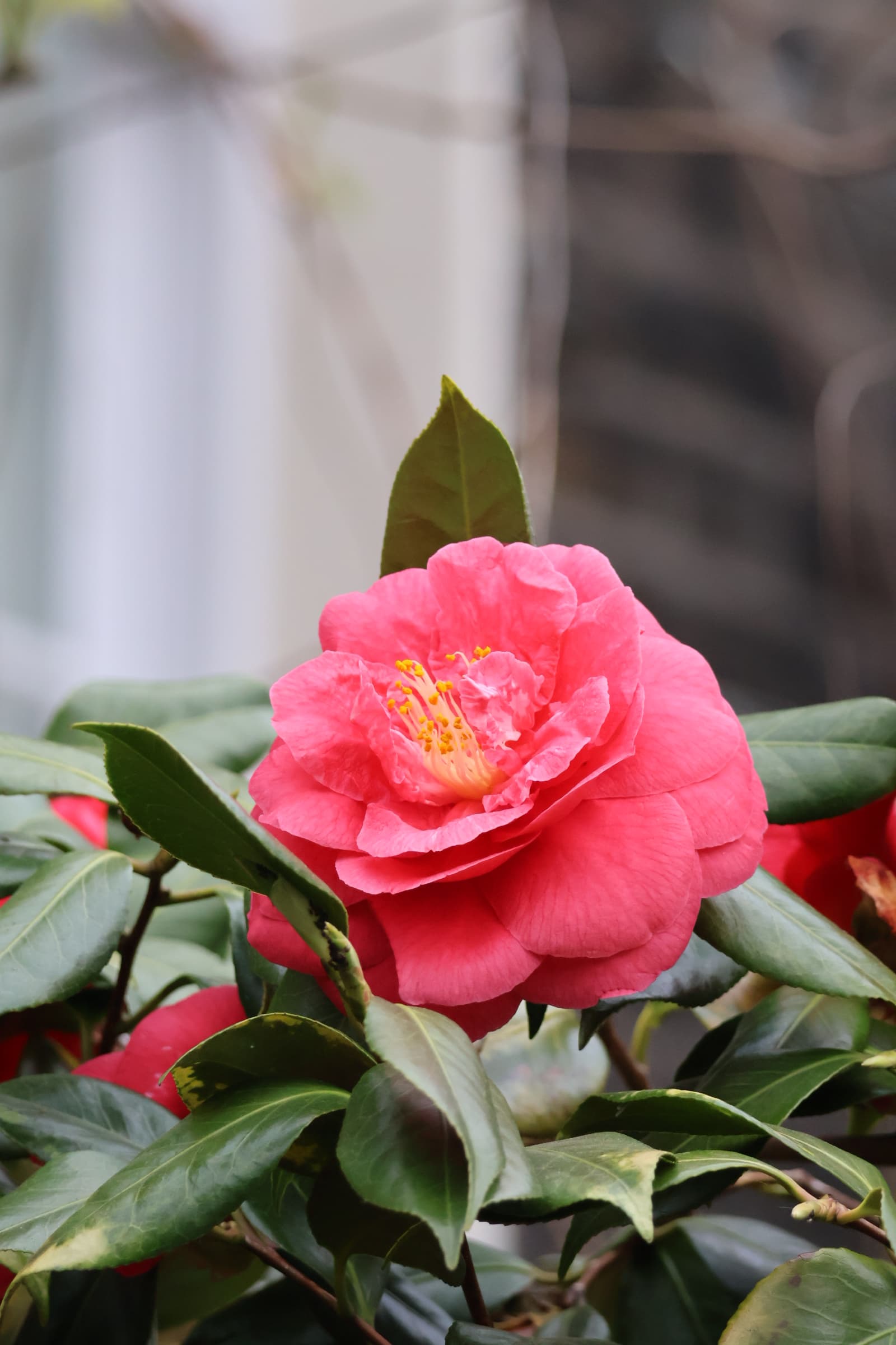 Flower 148