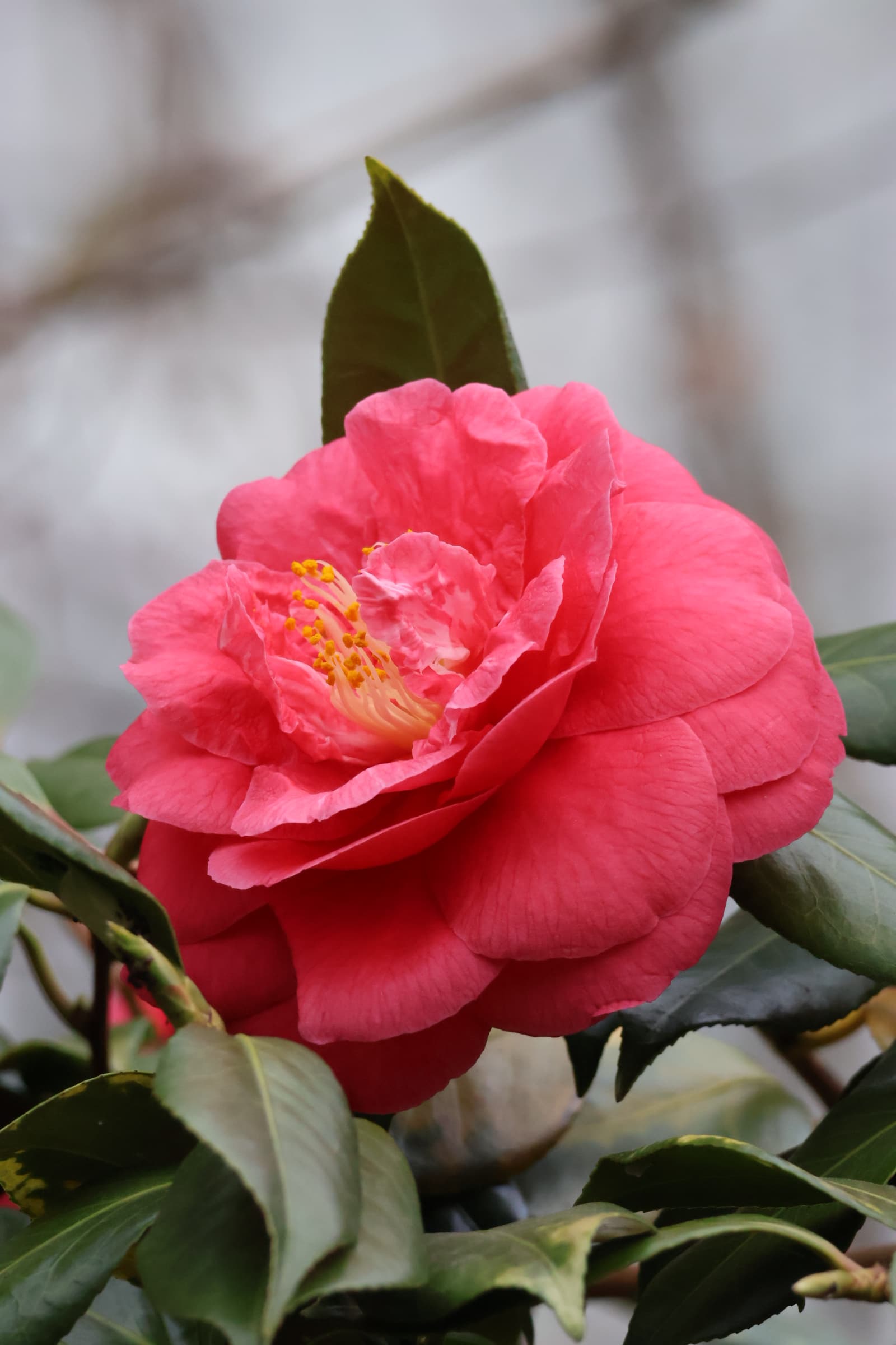 Flower 72