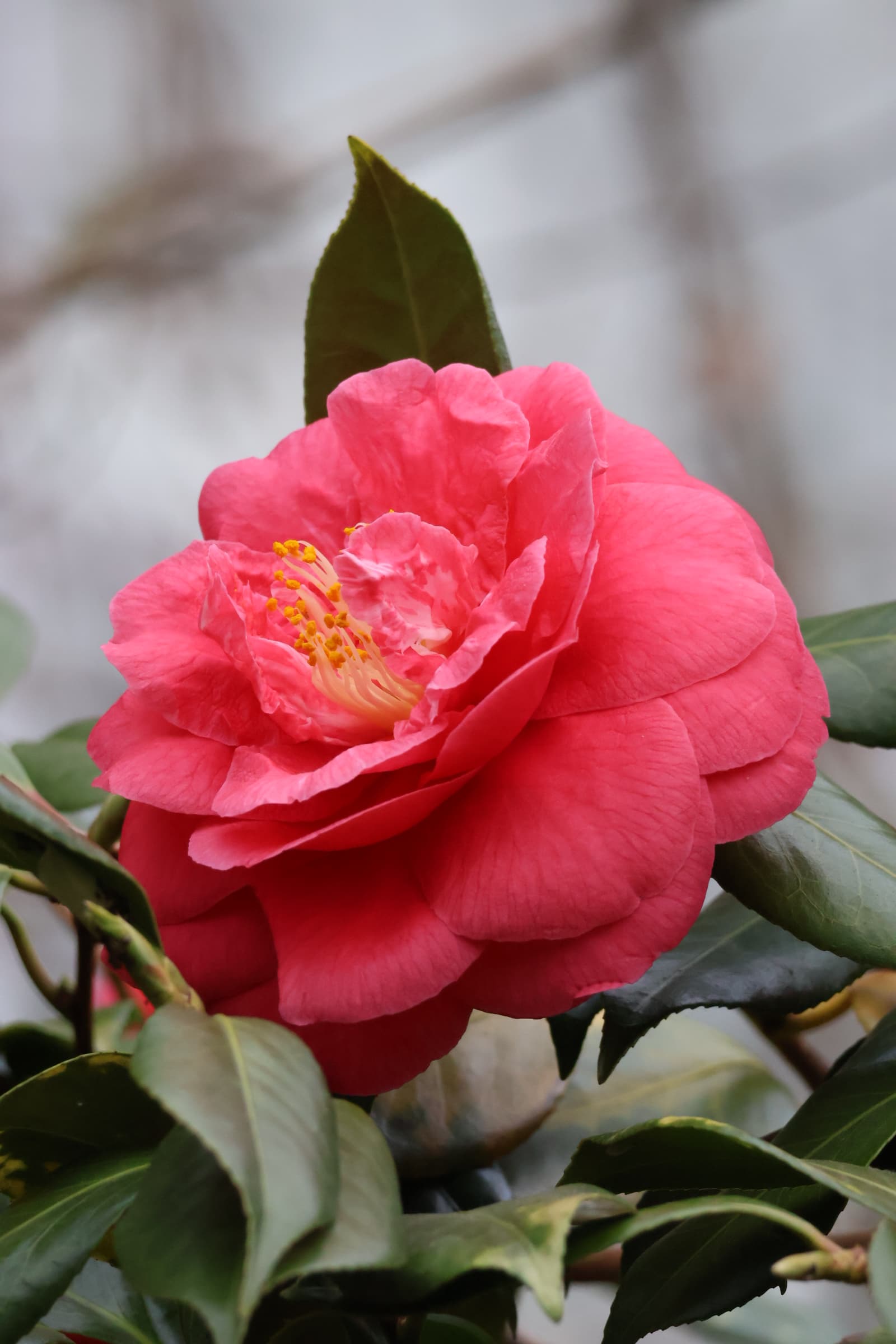 Flower 238