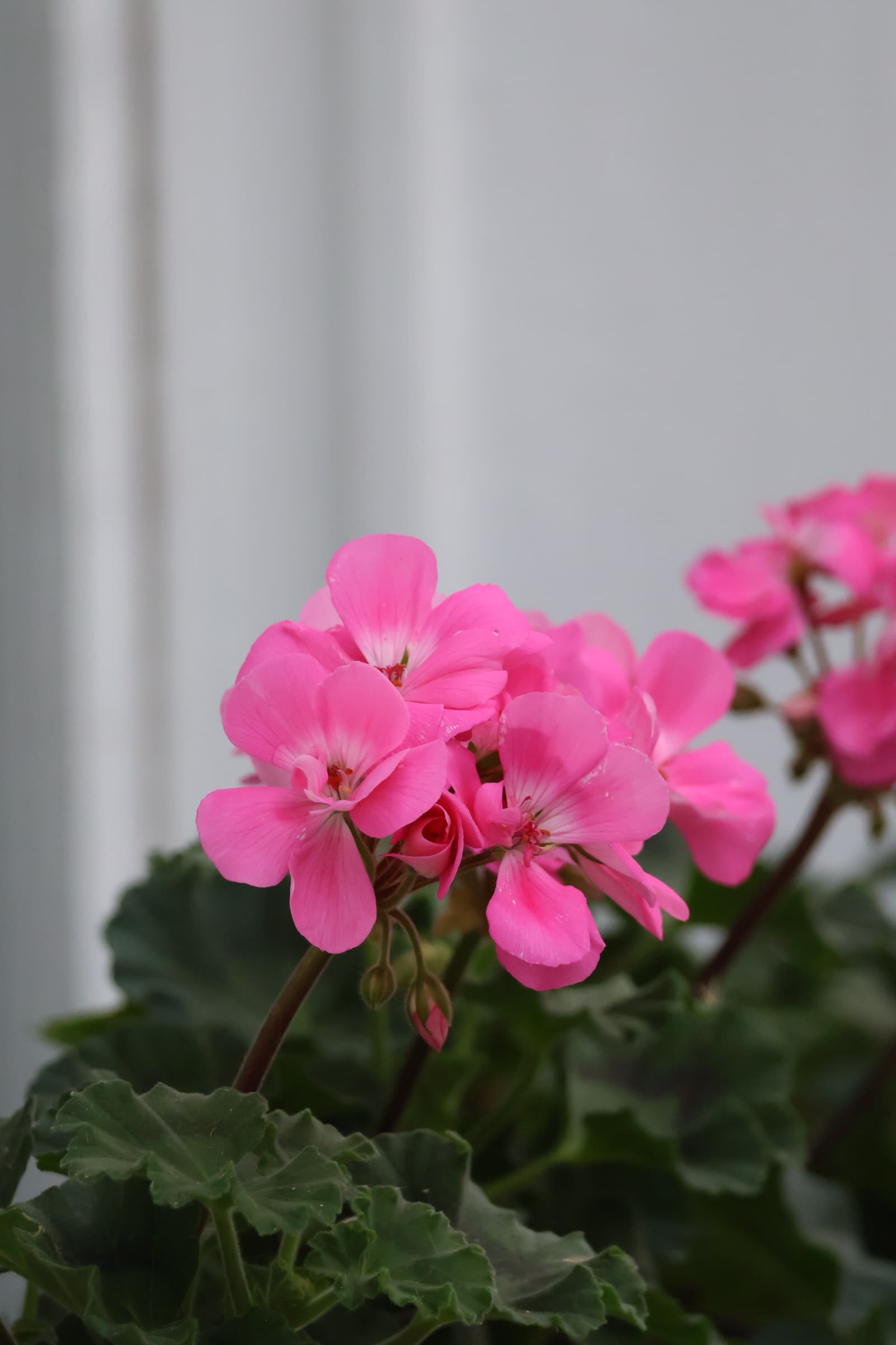 Flower 39