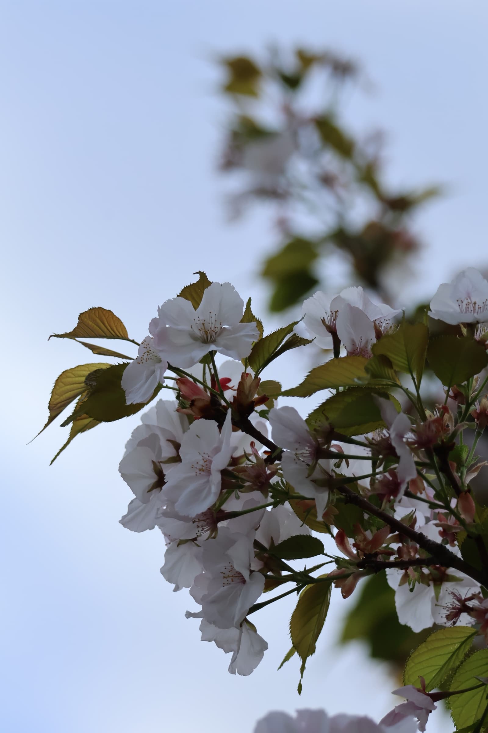 Flower 74