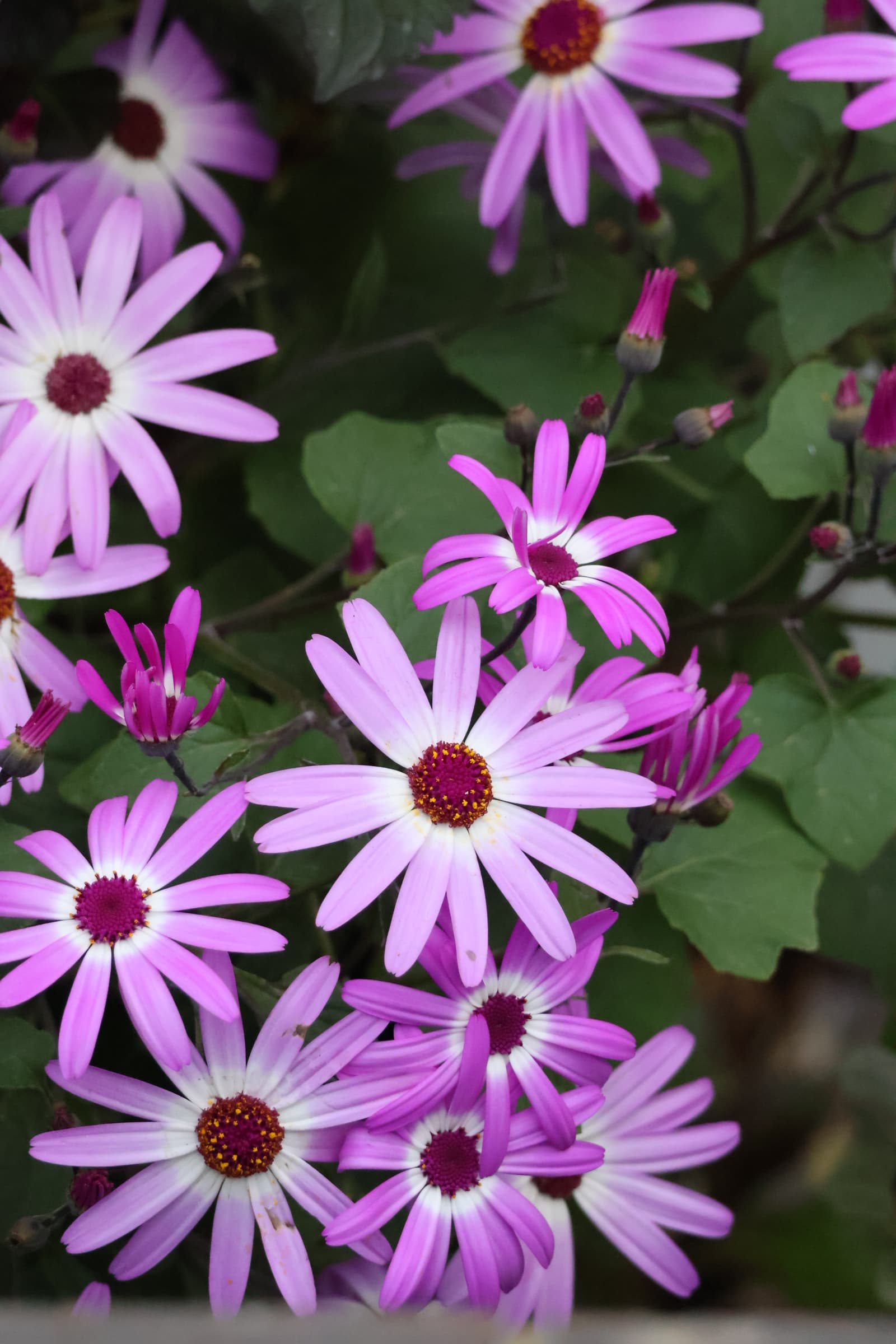 Flower 79