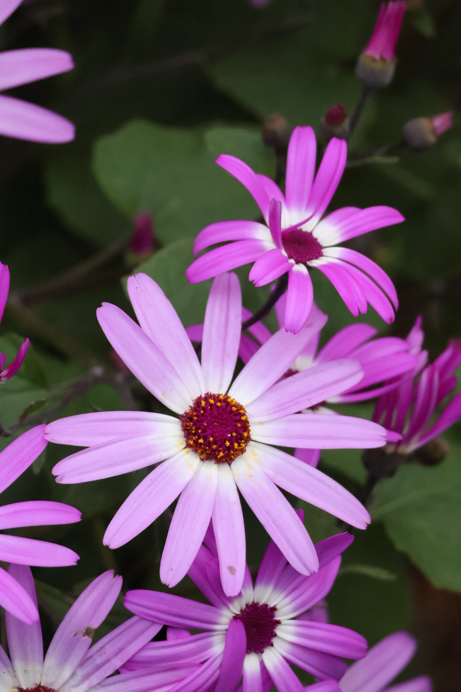 Flower 87