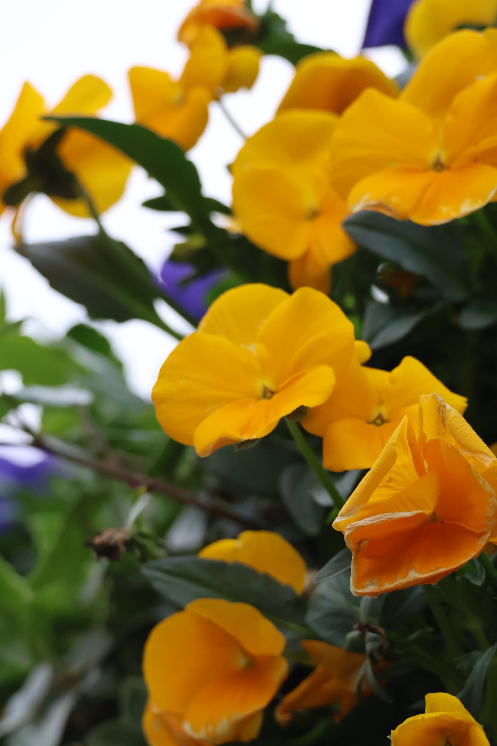 Flower 173