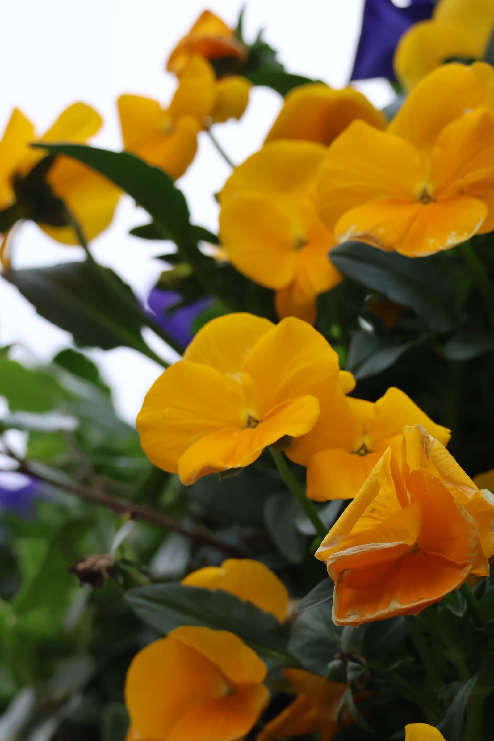 Flower 343