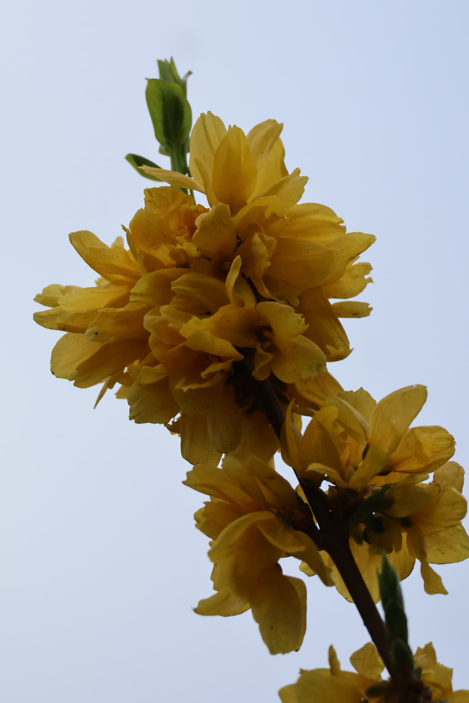 Flower 37