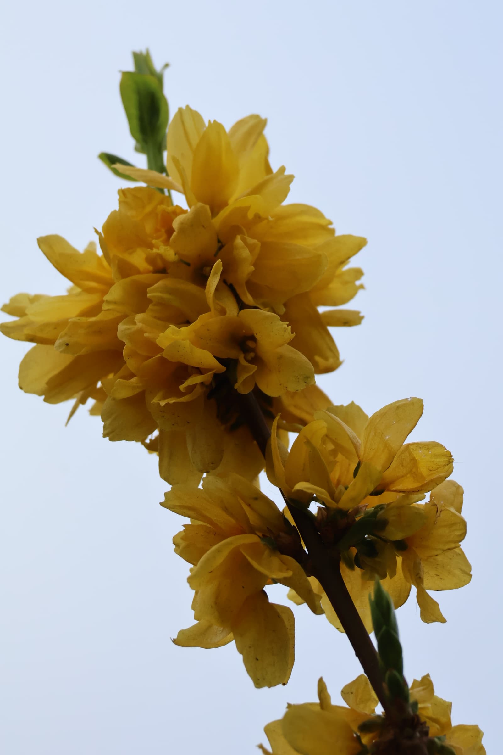 Flower 167