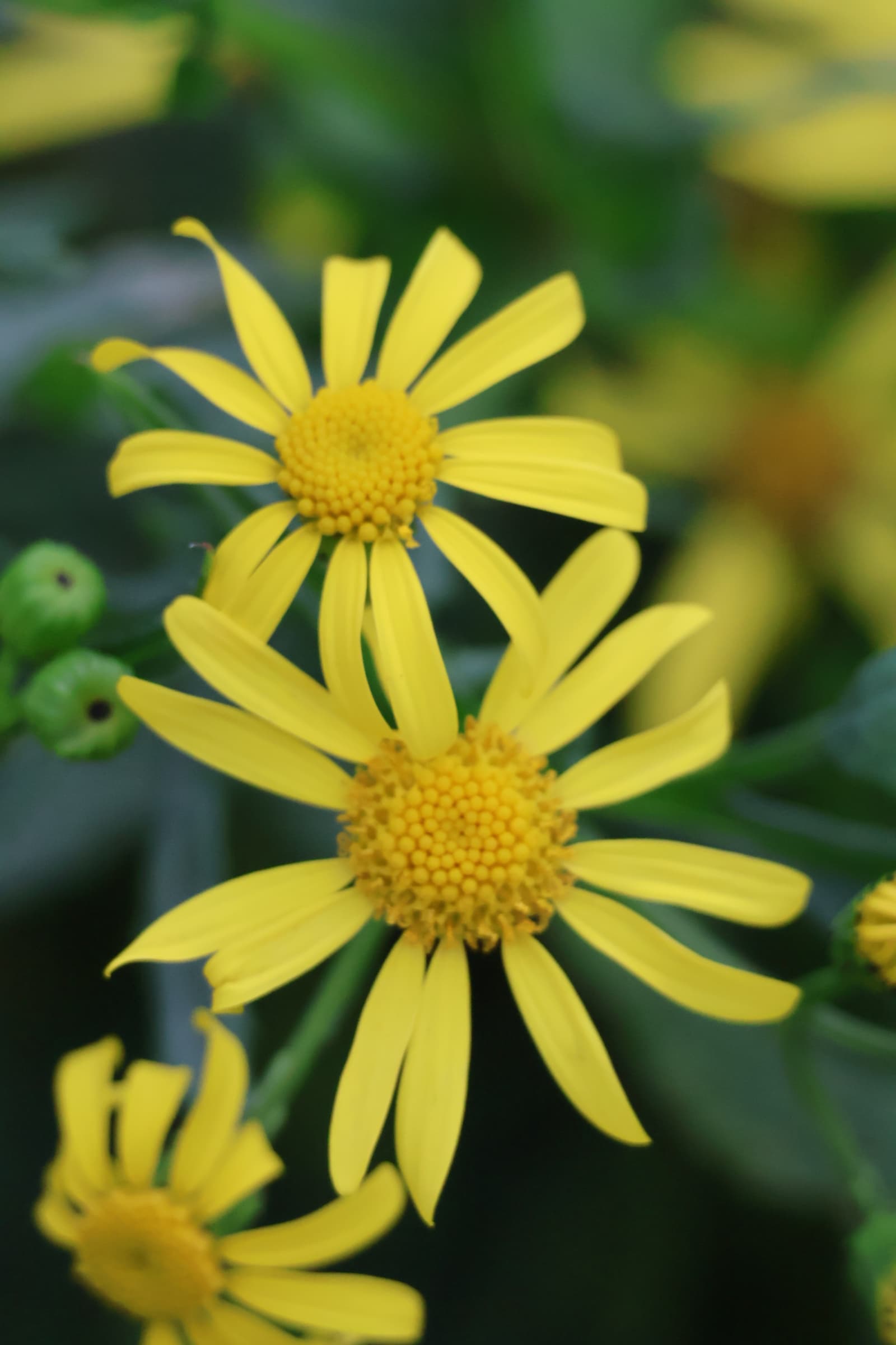 Flower 543