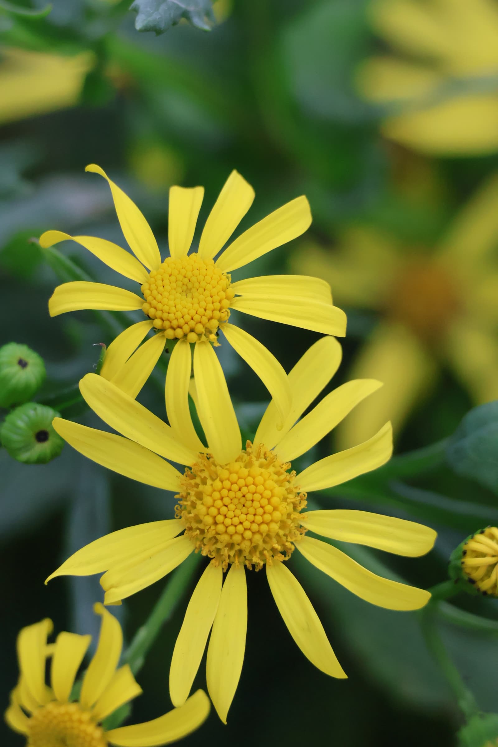 Flower 263