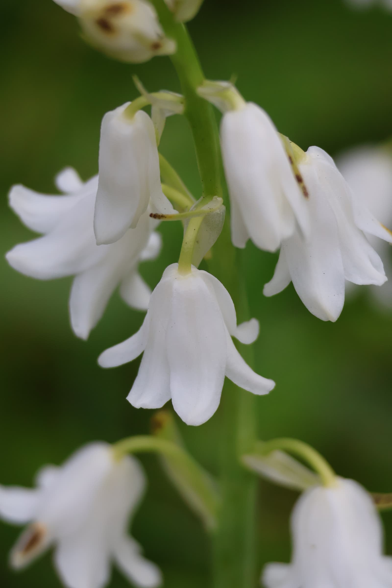 Flower 479