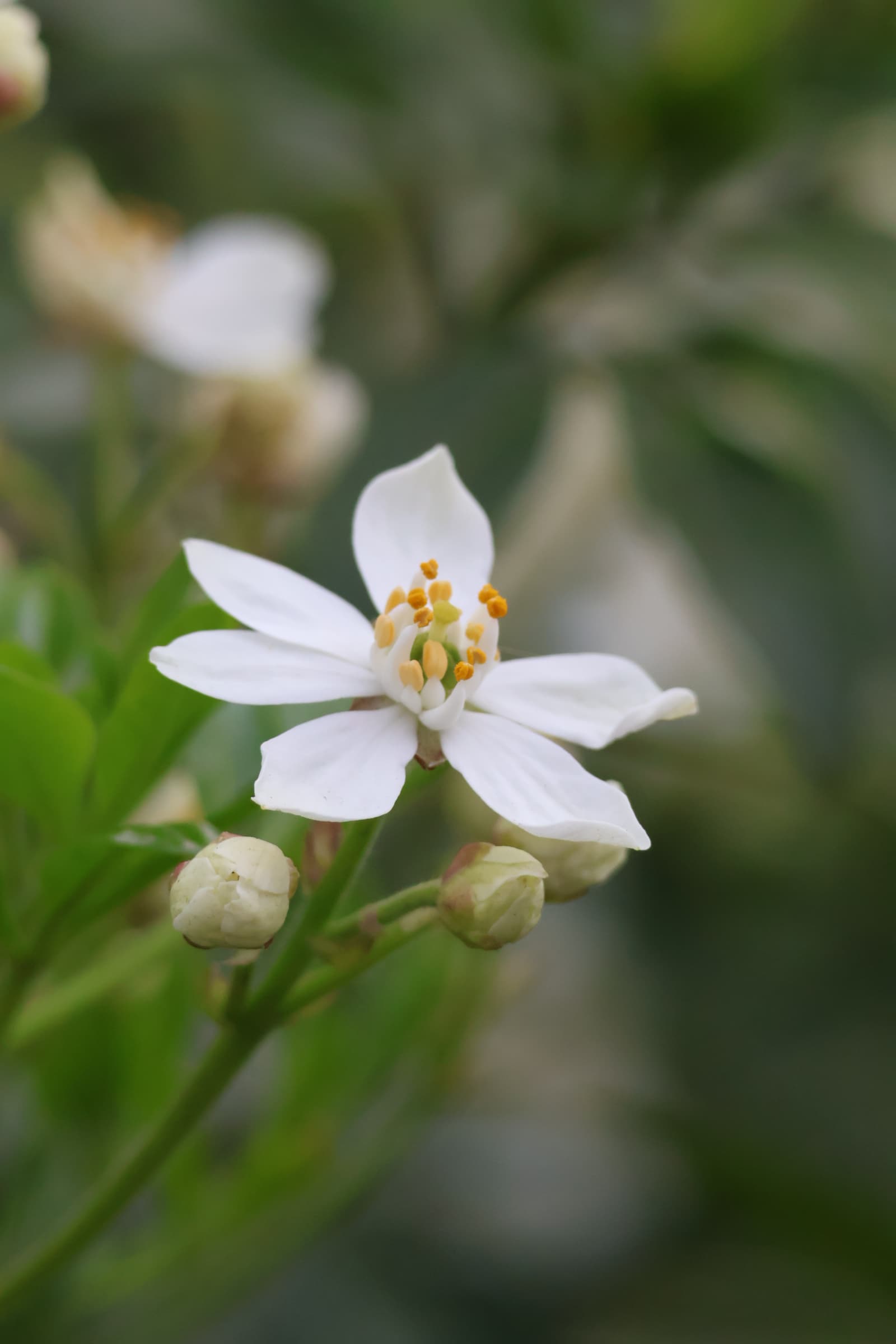 Flower 332