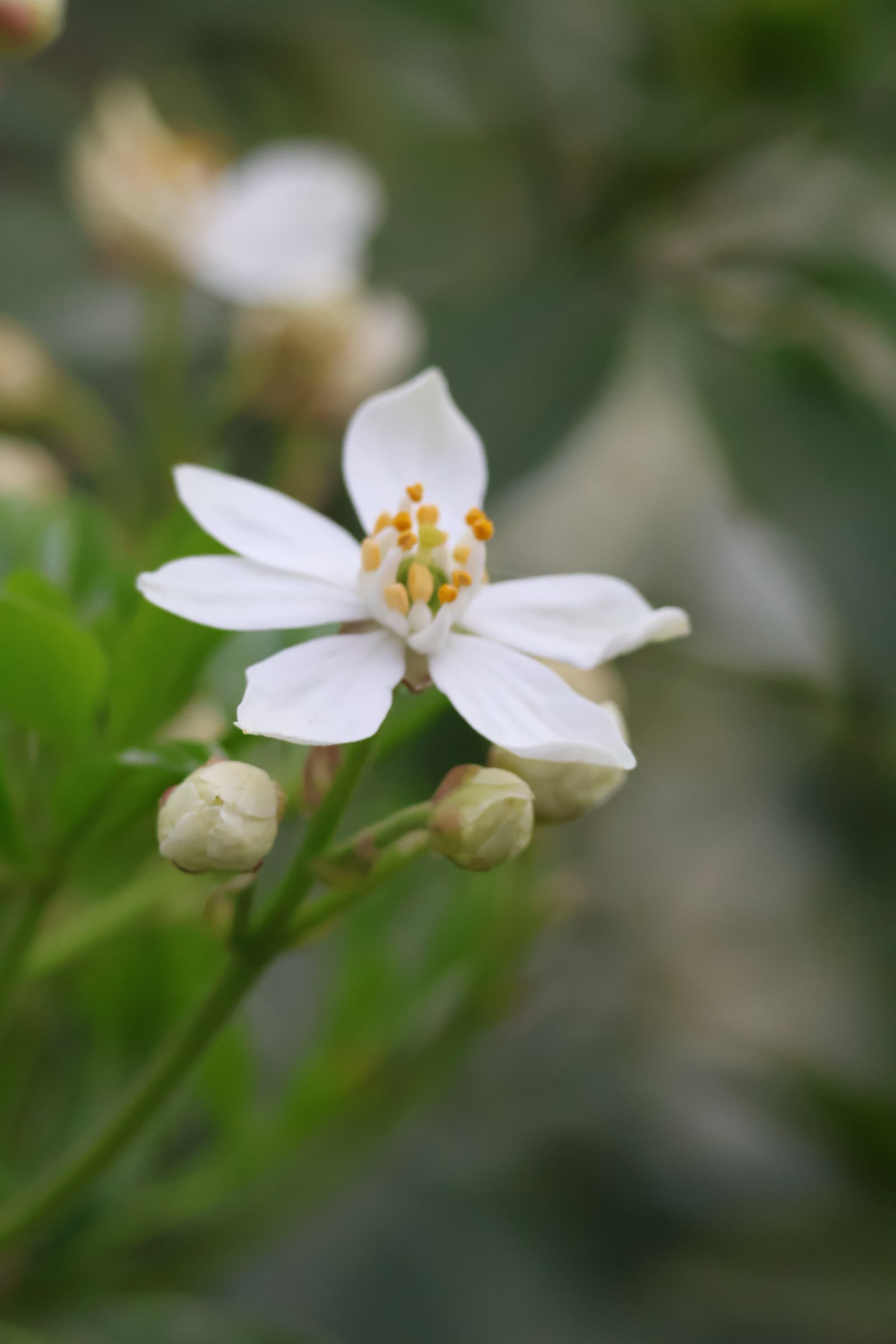 Flower 197