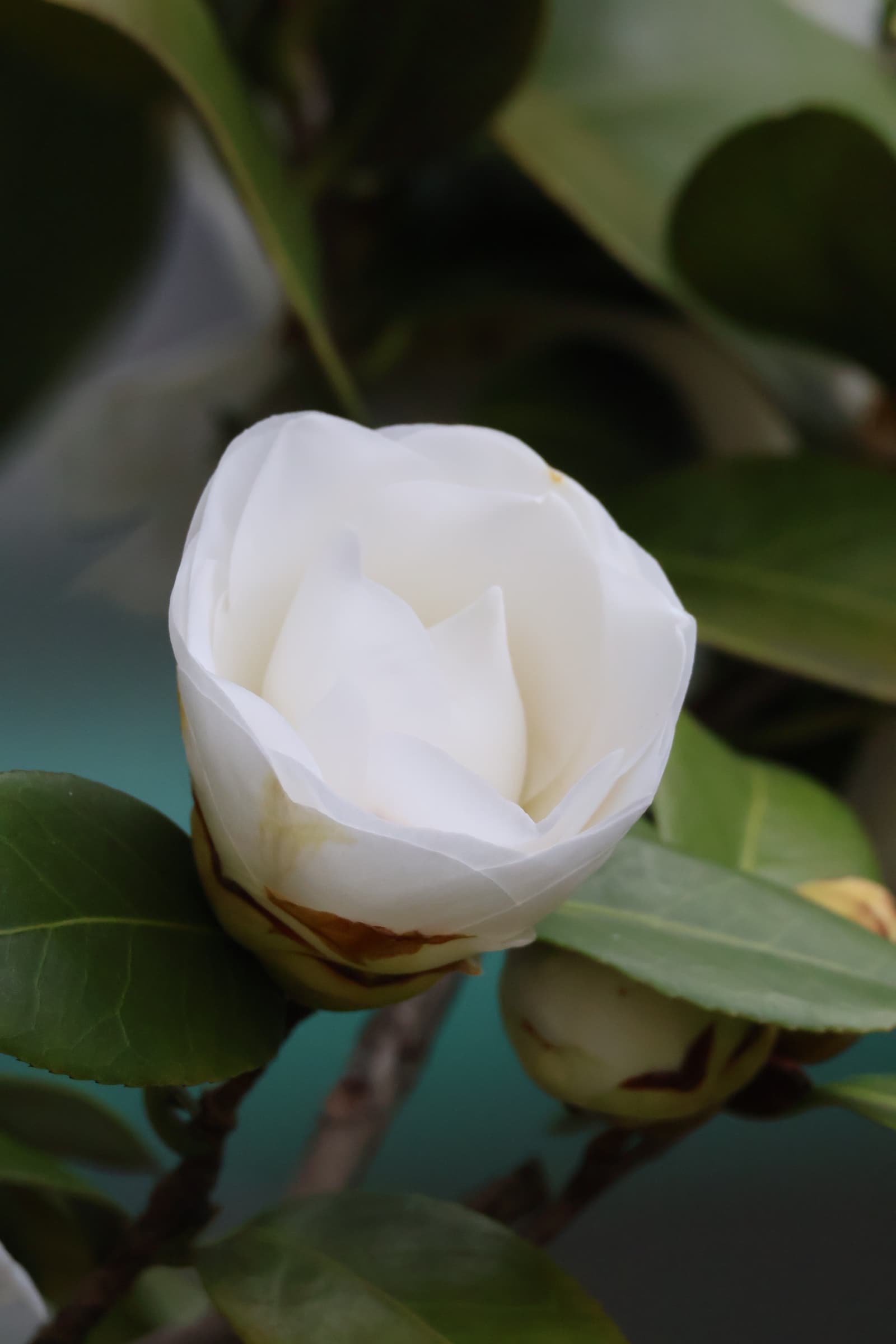 Flower 246
