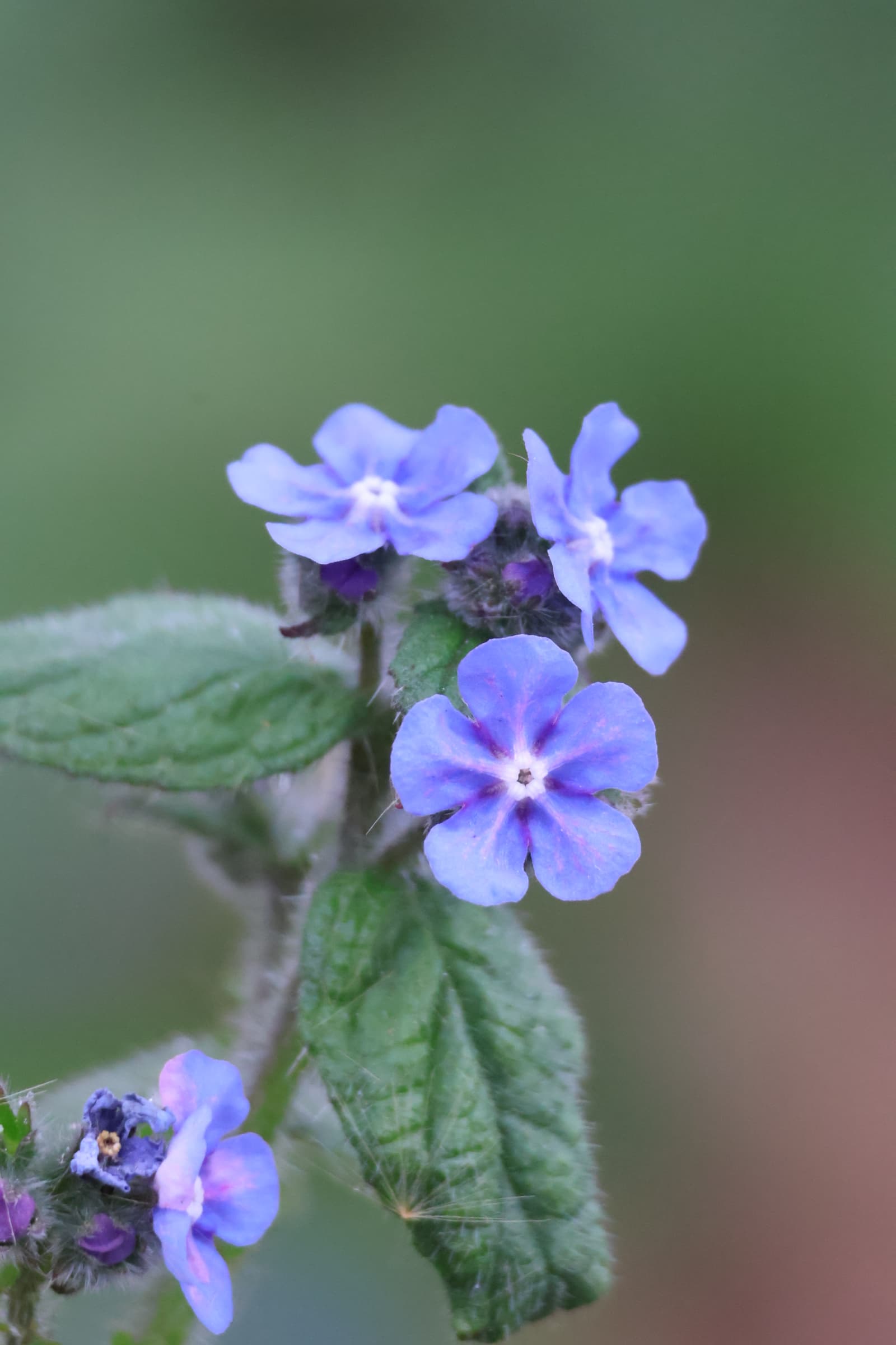 Flower 324