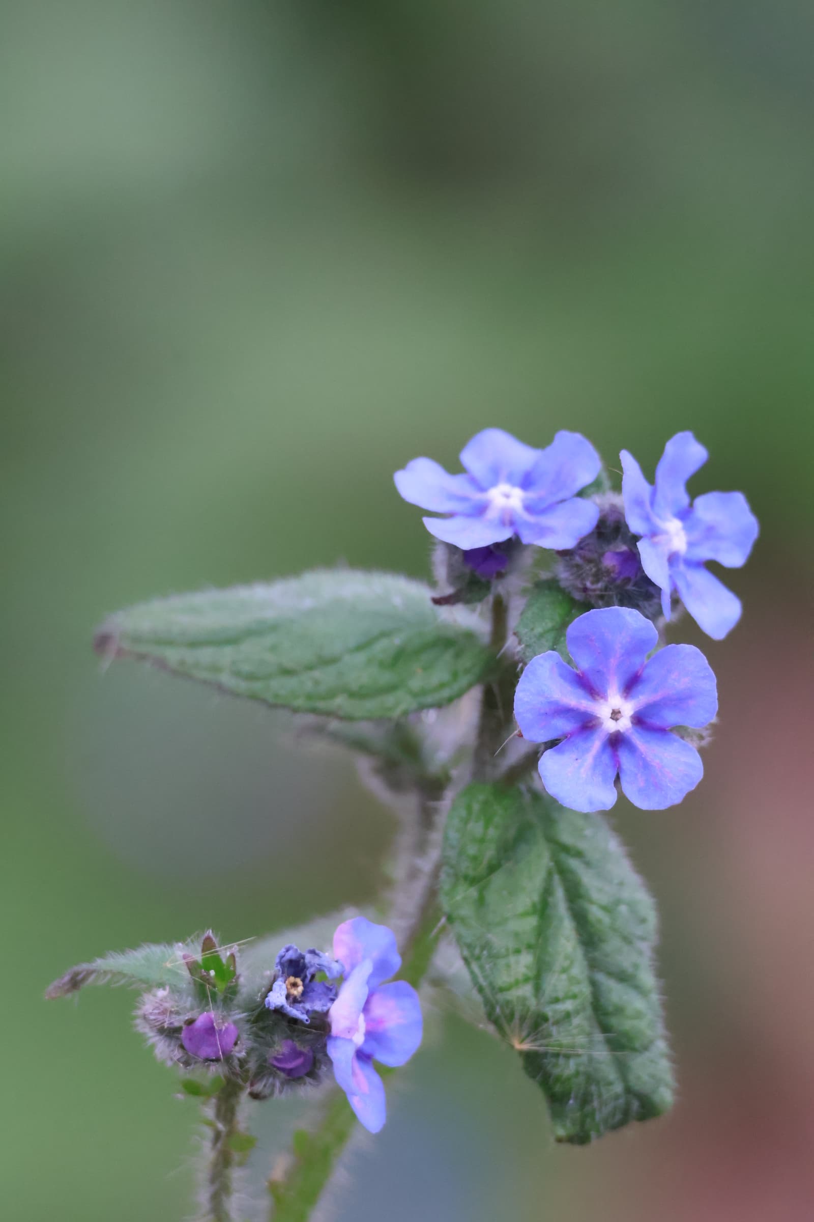 Flower 548