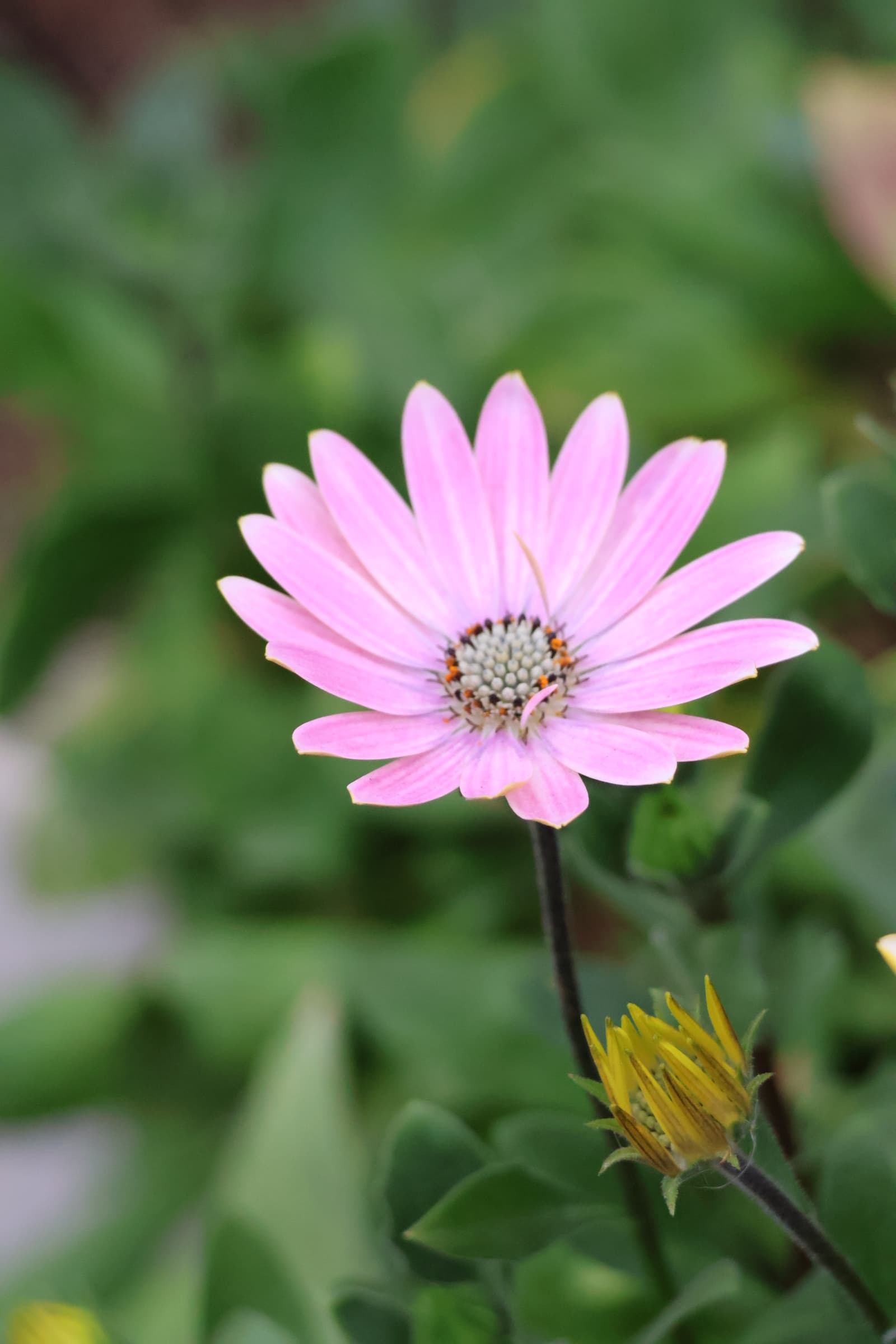 Flower 2