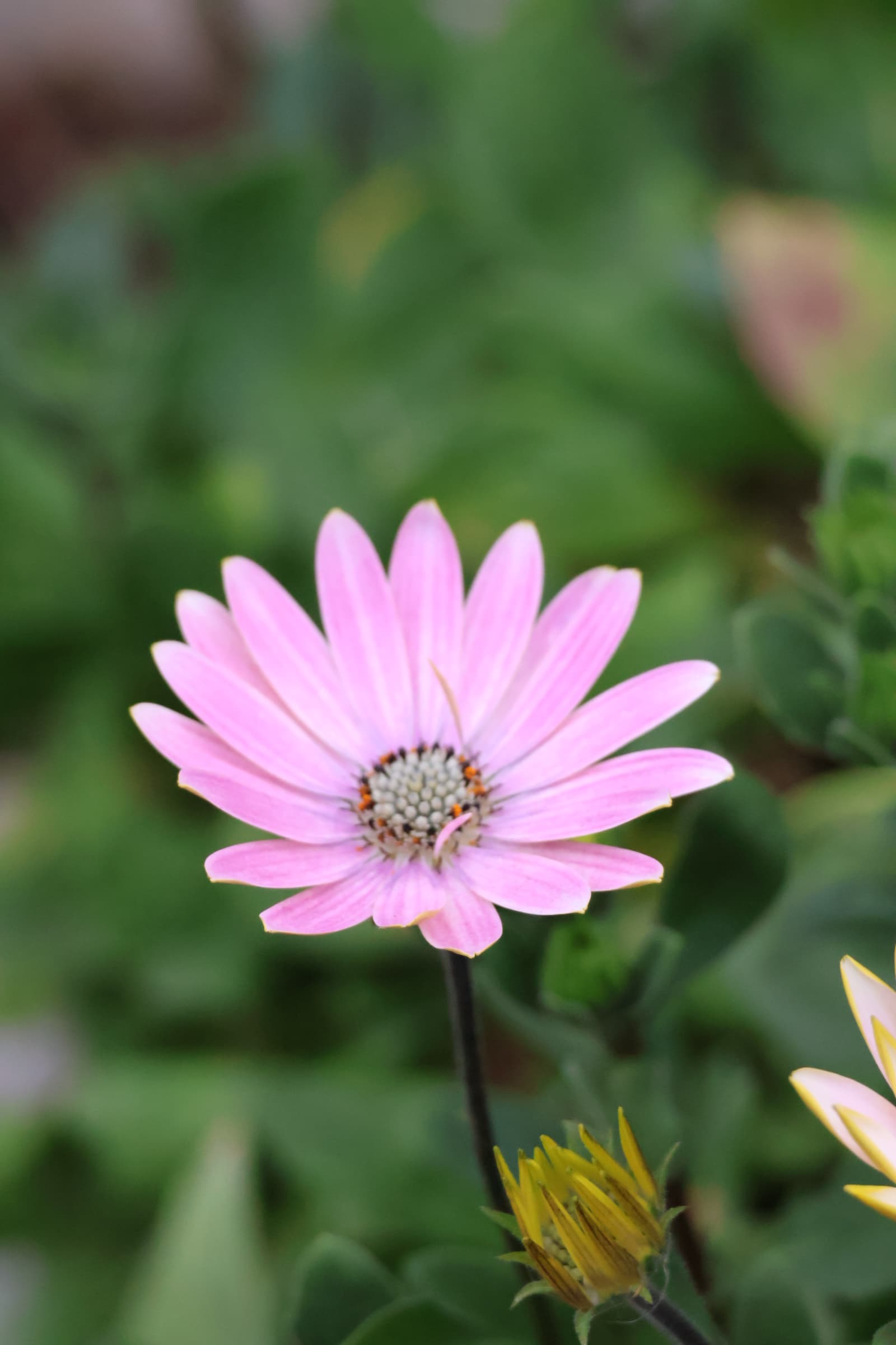 Flower 252