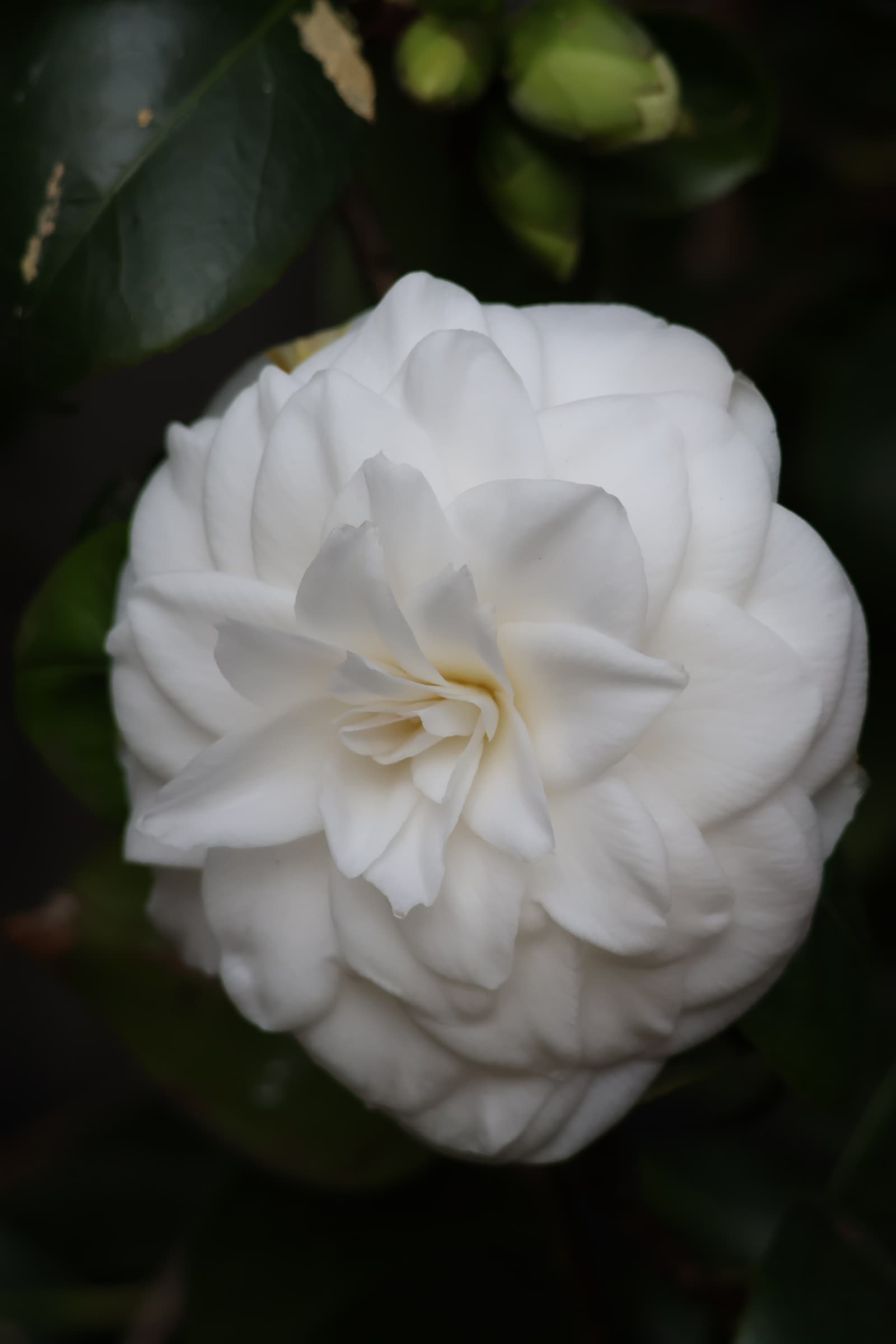 Flower 139