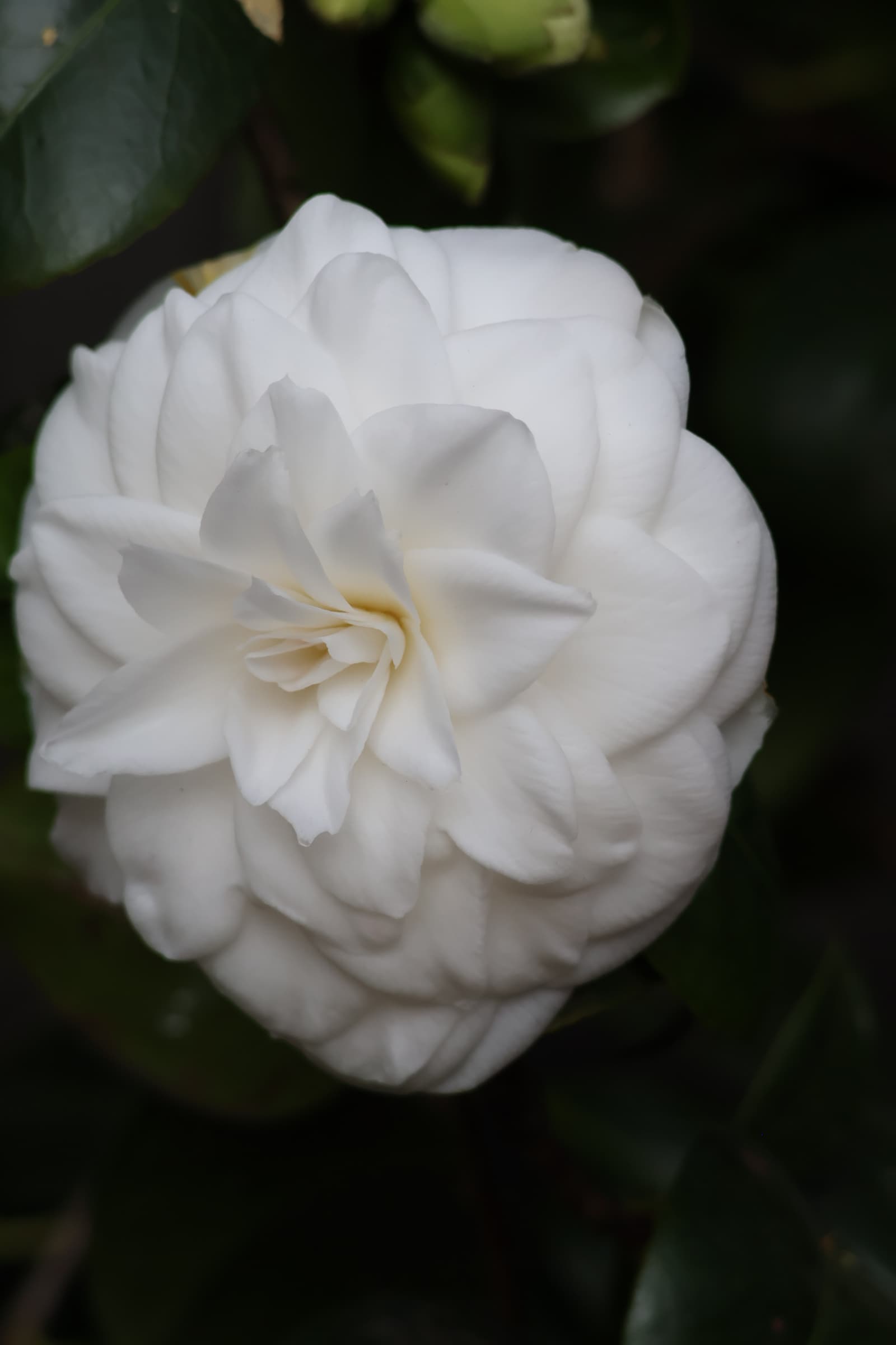 Flower 385
