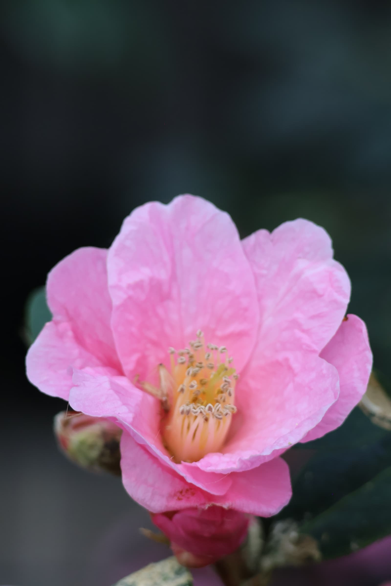 Flower 105