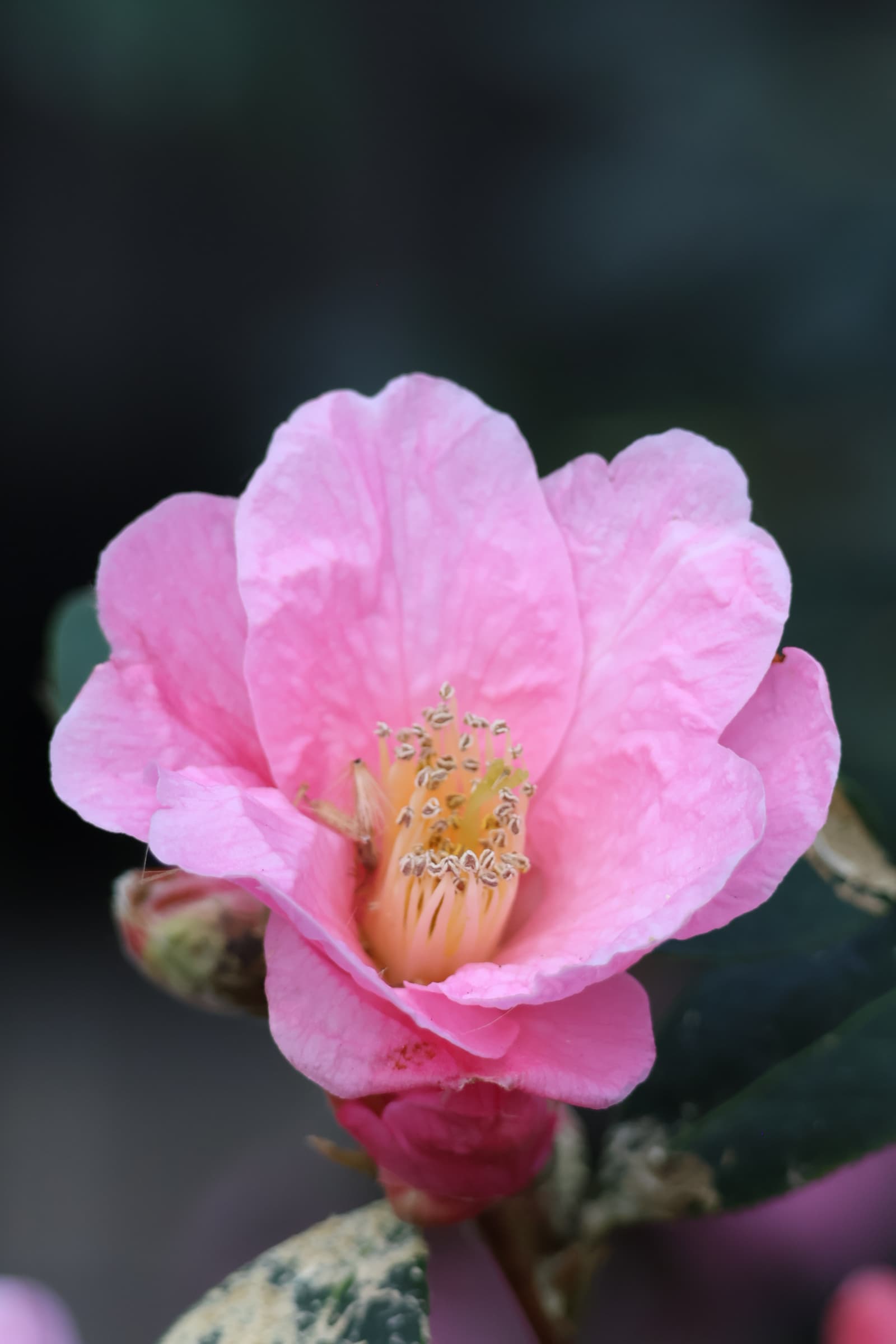 Flower 299