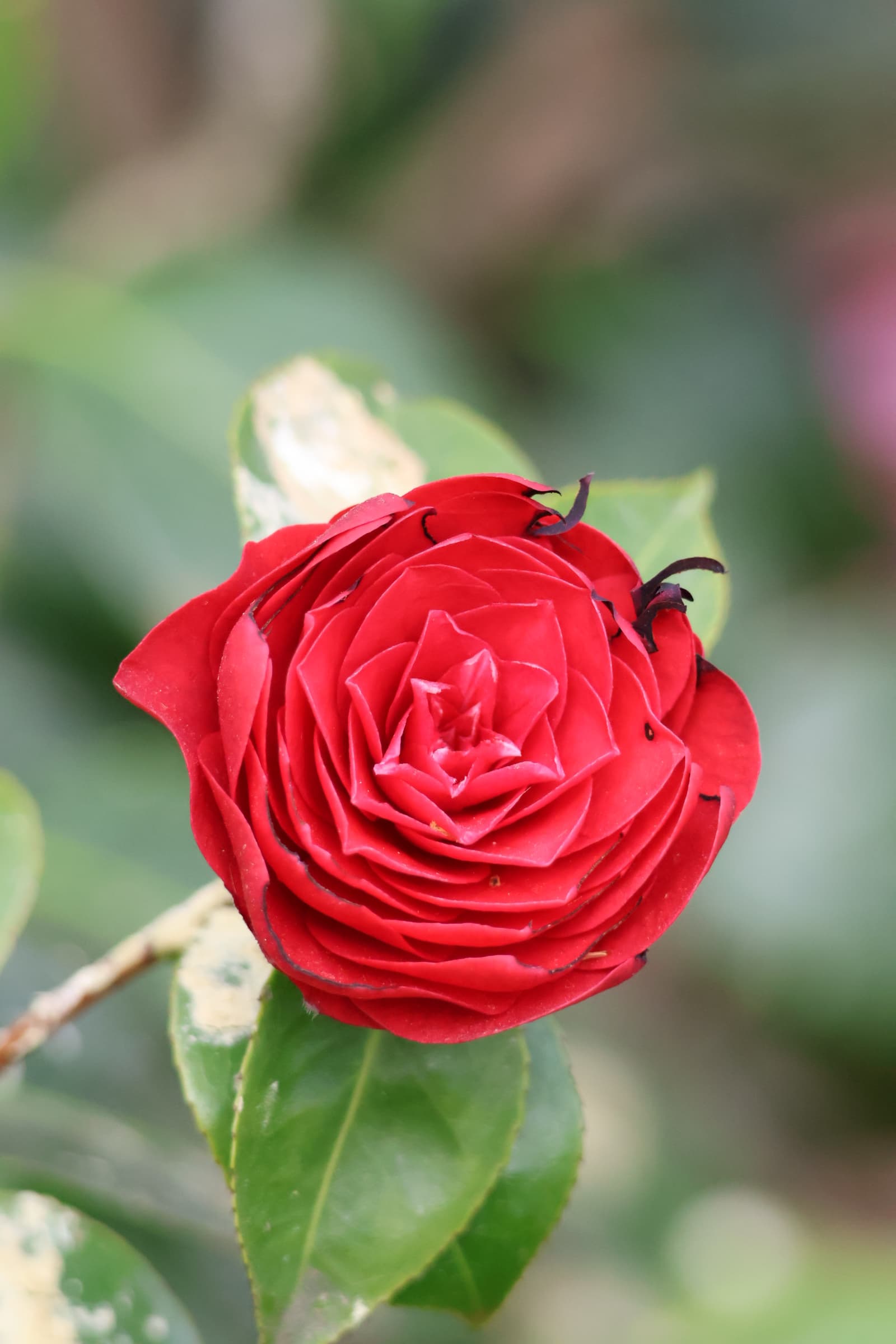 Flower 13