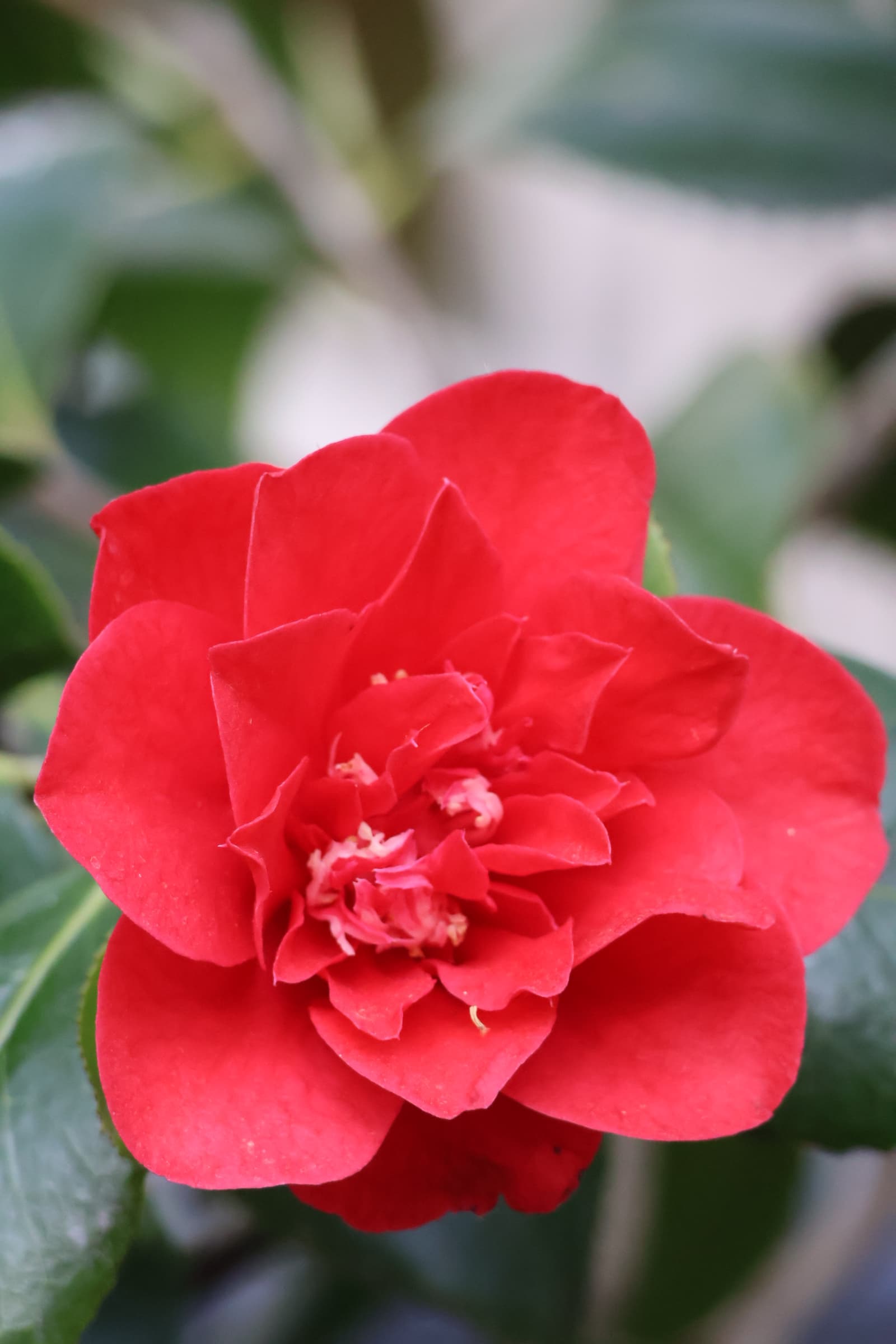 Flower 468