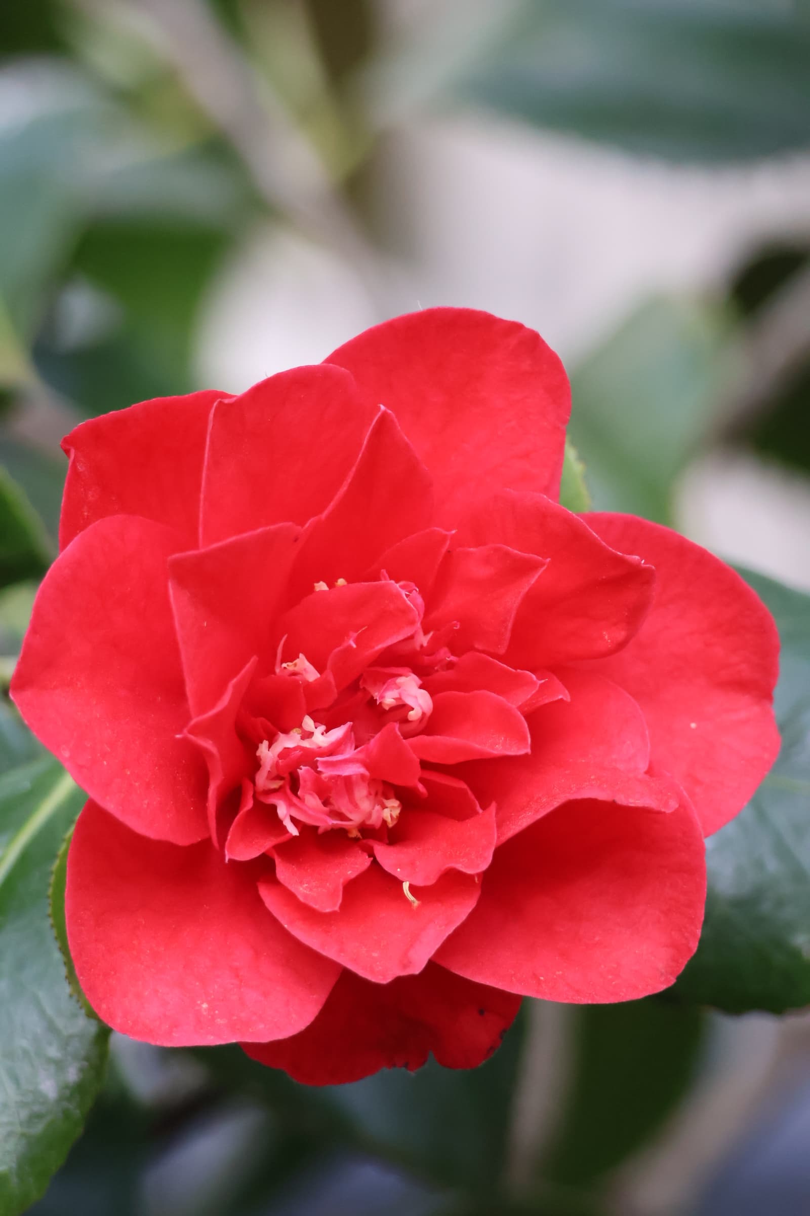 Flower 160