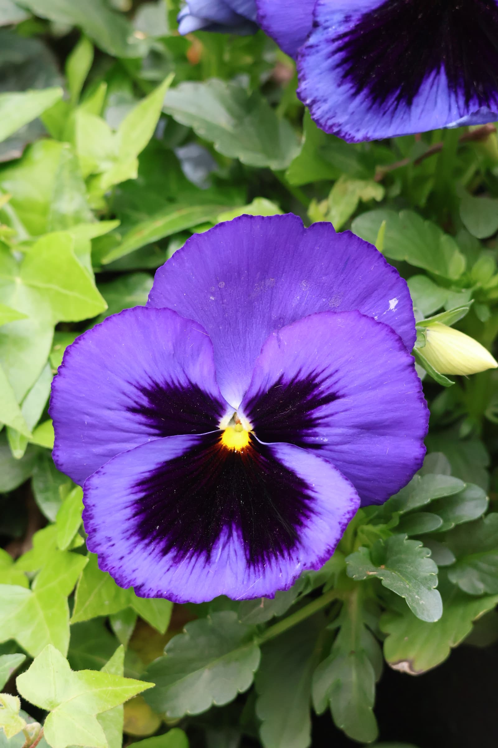 Flower 361
