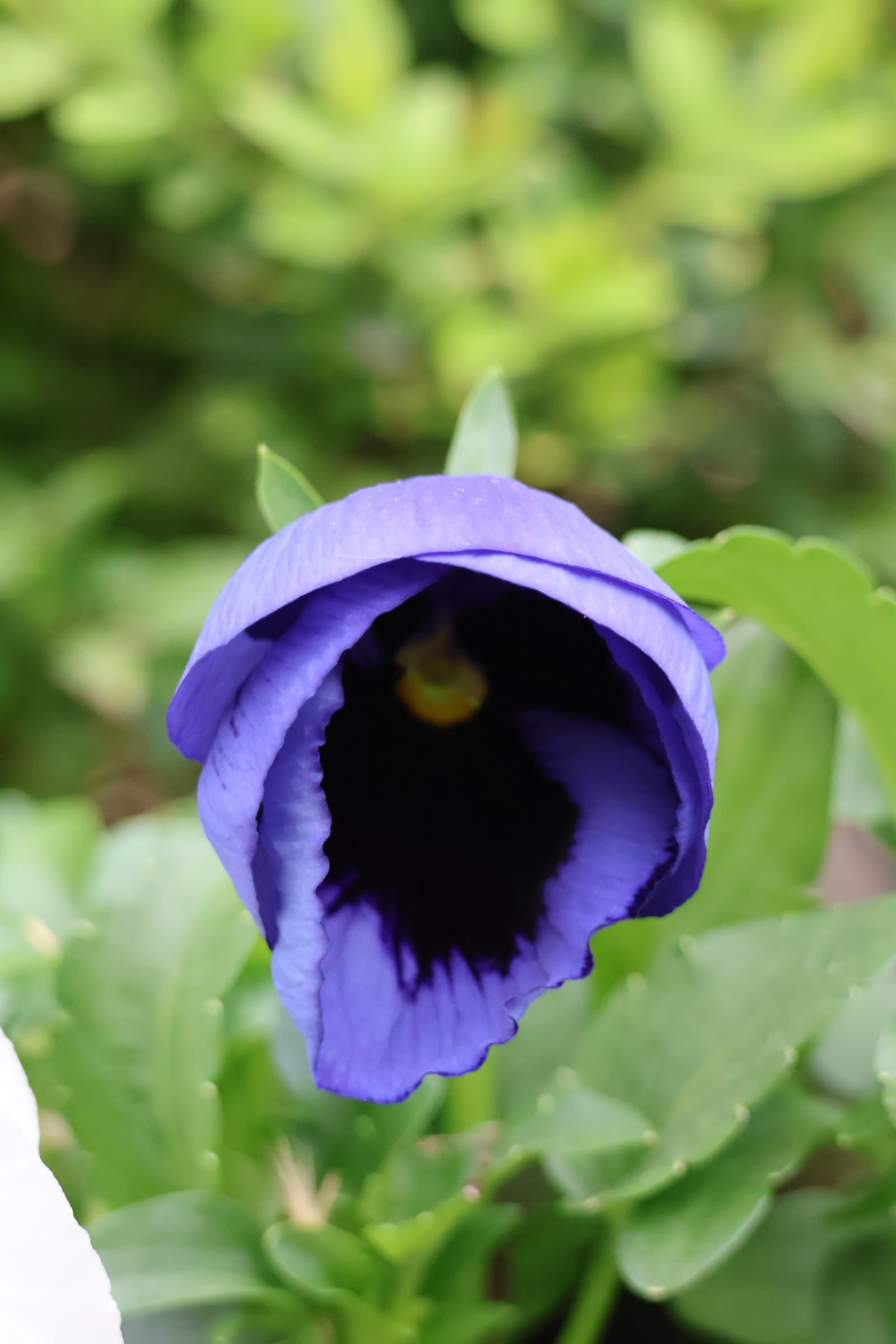 Flower 373