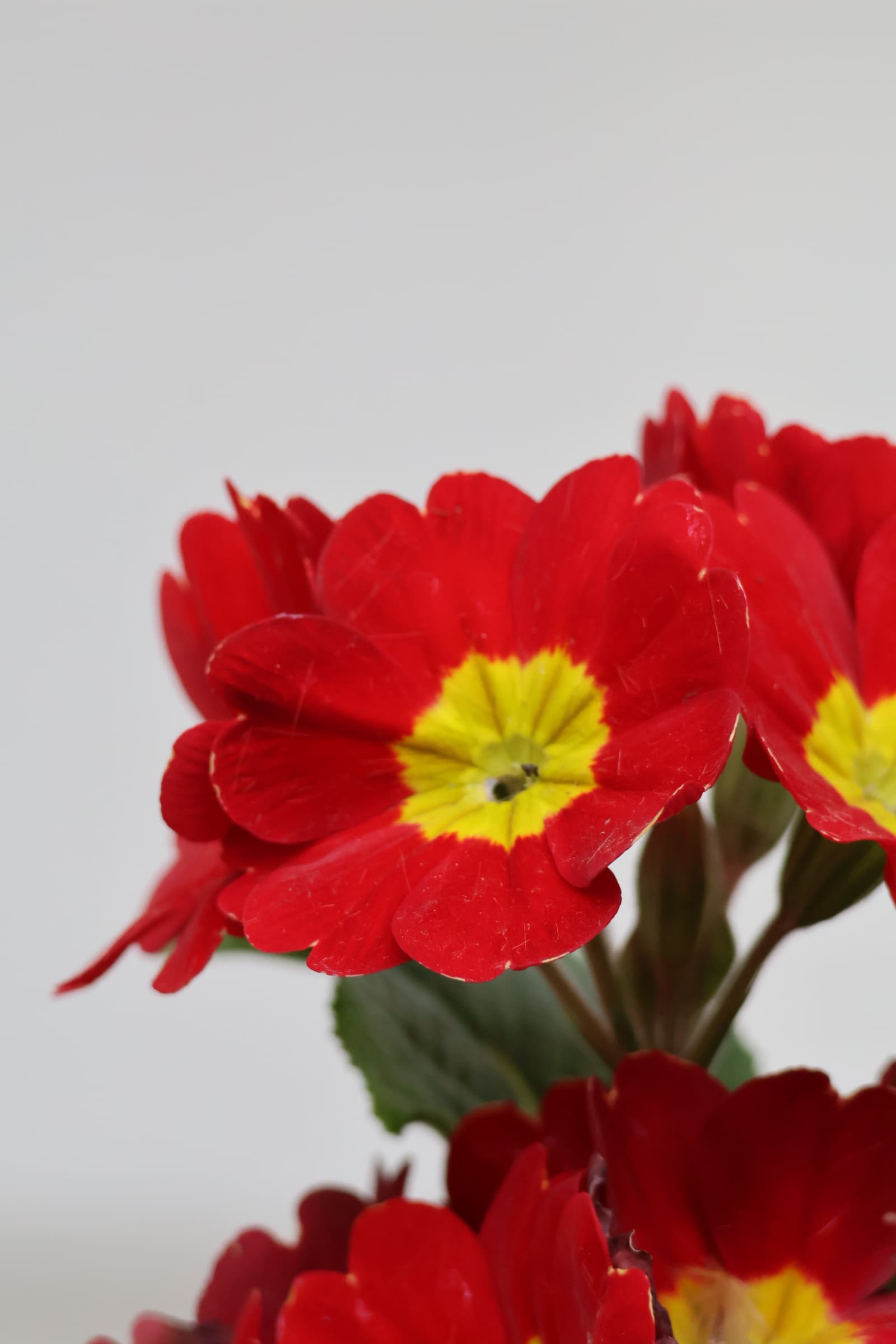 Flower 134