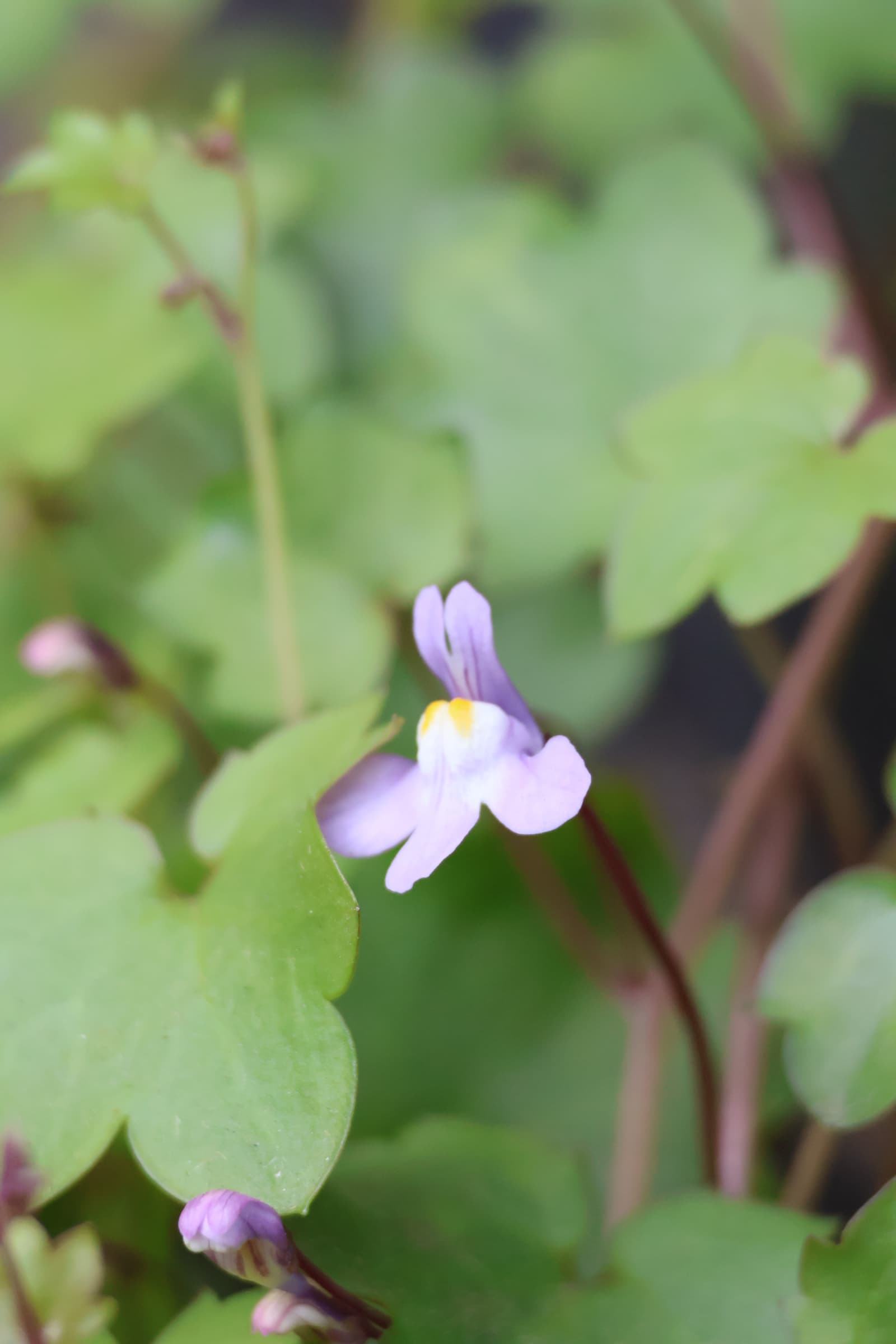 Flower 333