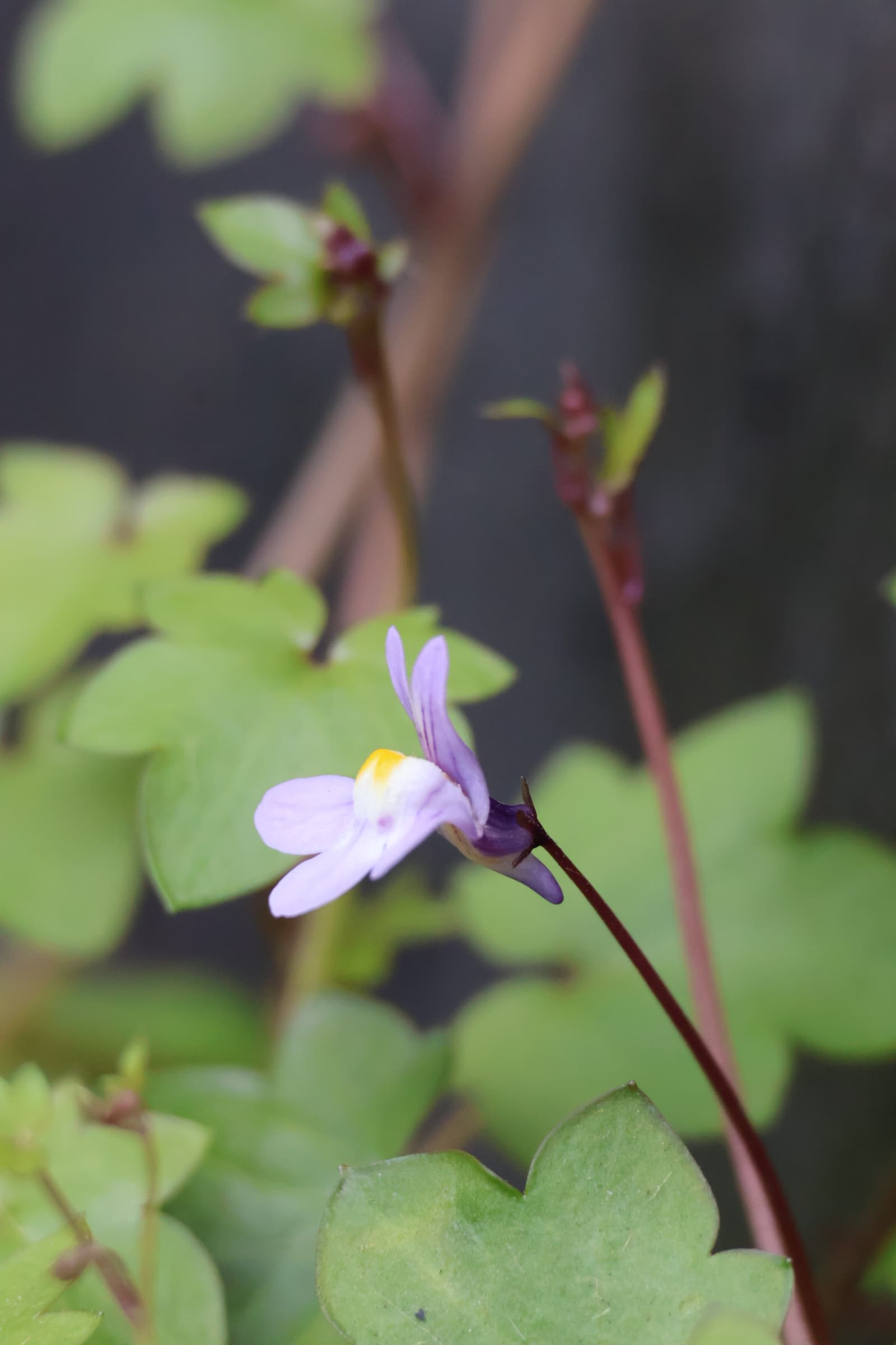 Flower 108
