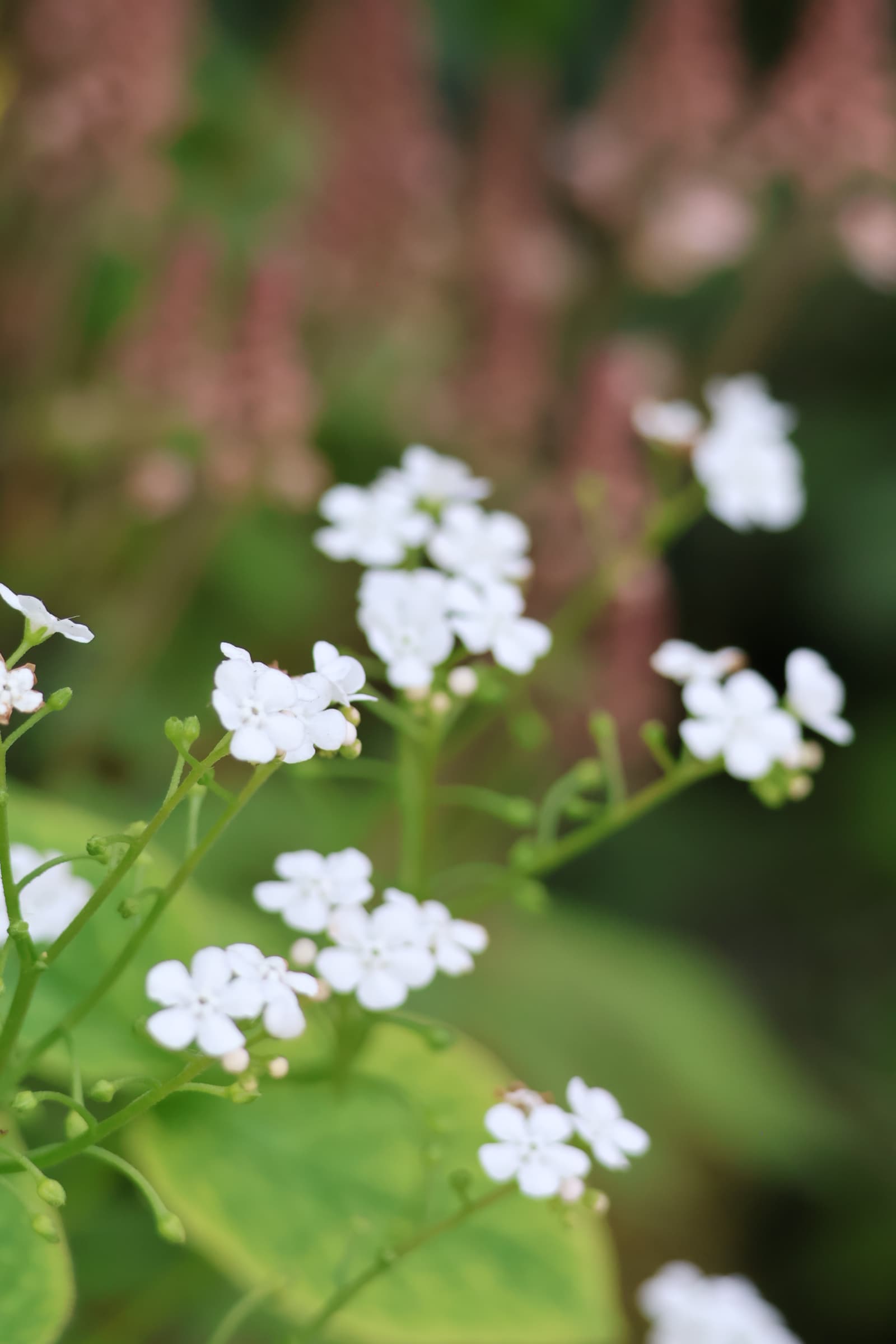 Flower 113