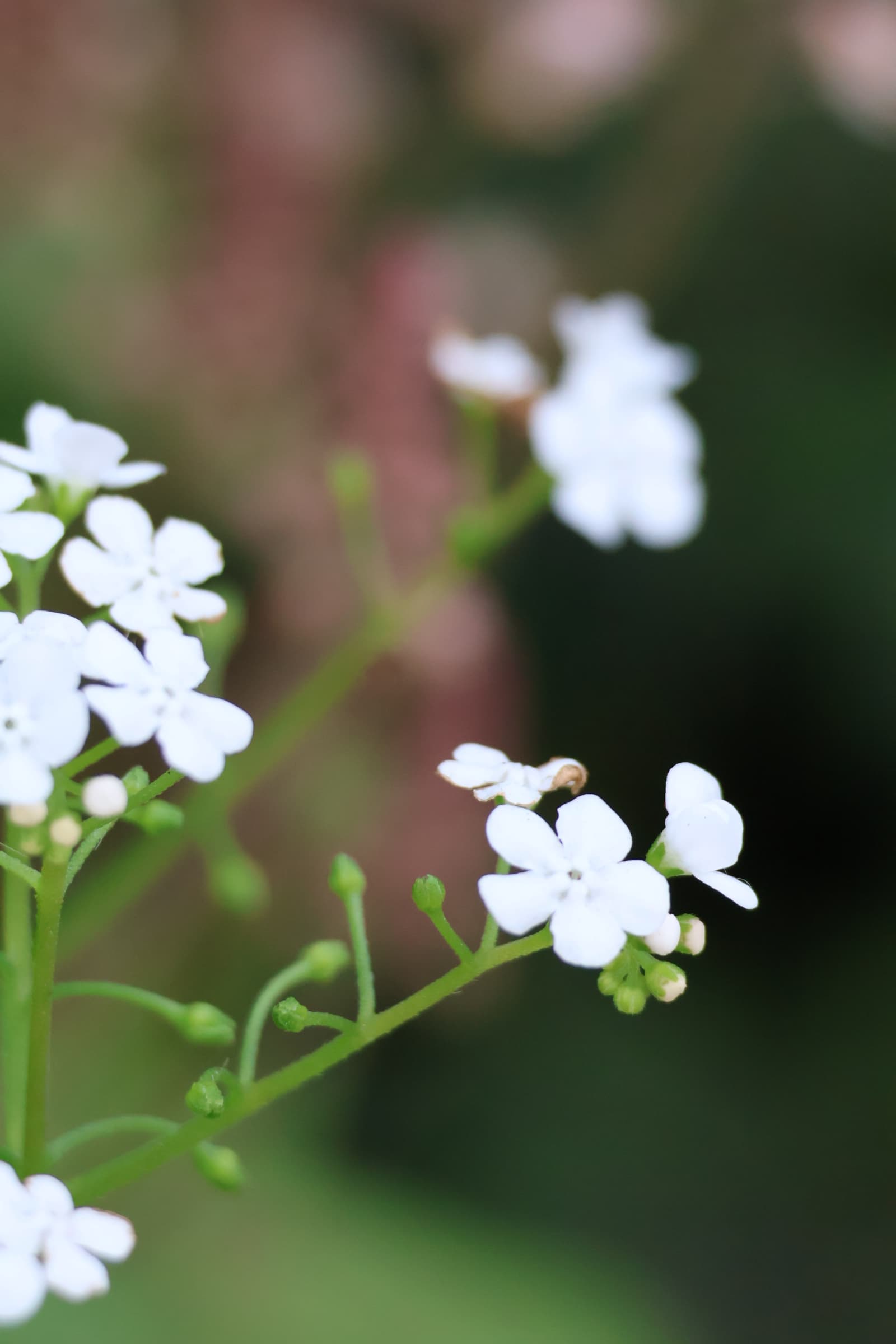 Flower 96