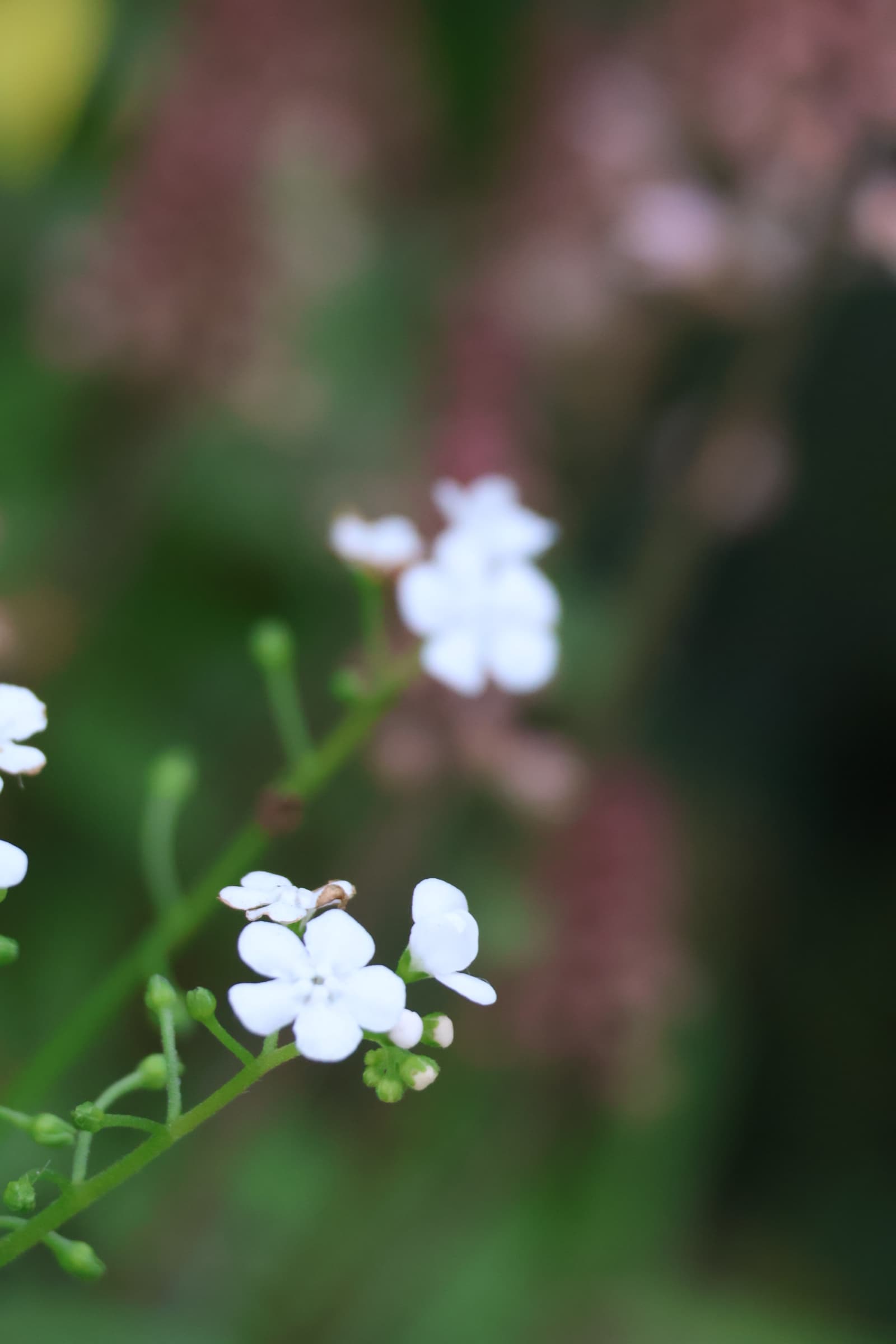Flower 529